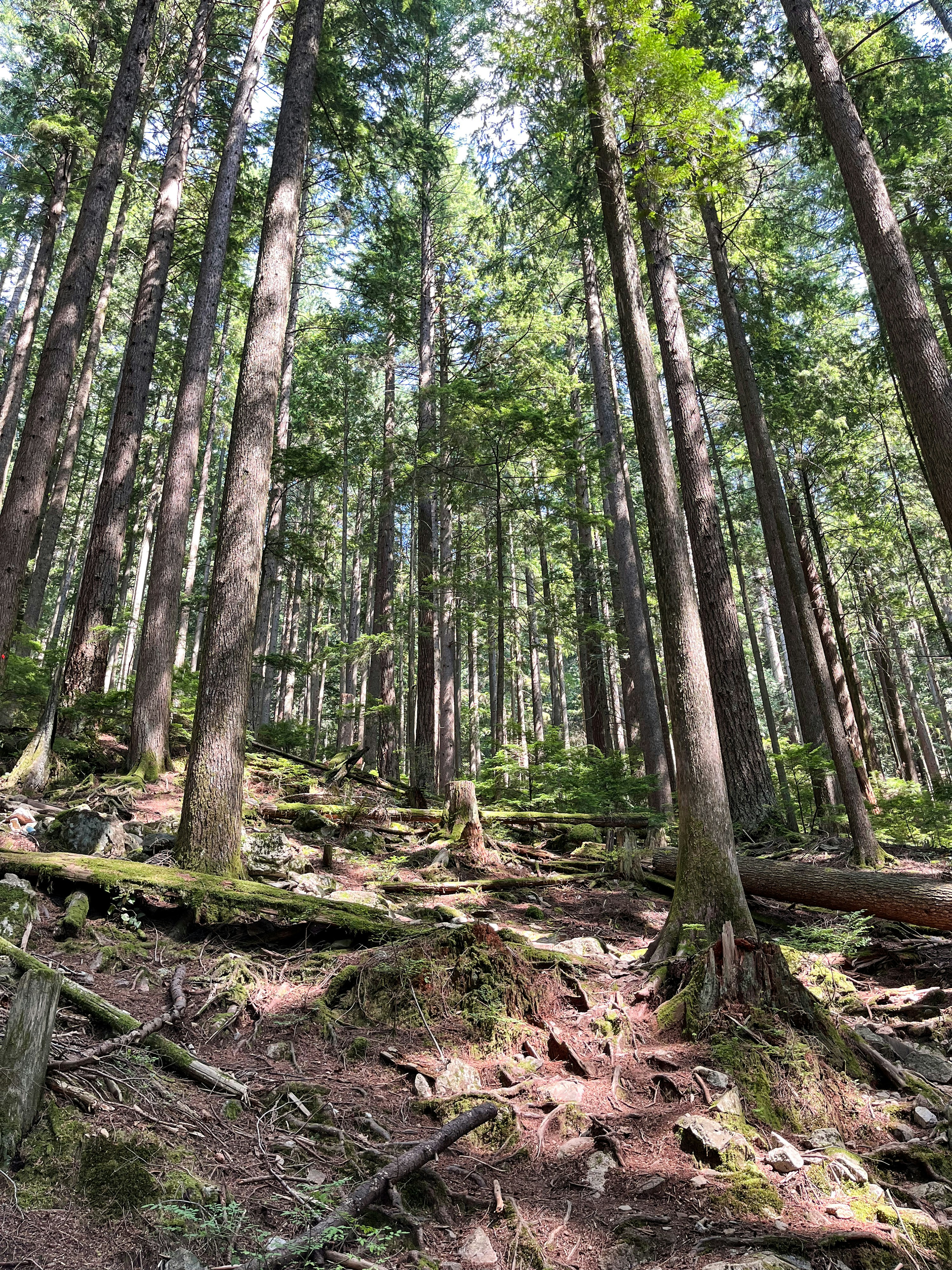 Tall evergreen trees in a dense forest with mossy logs on the ground