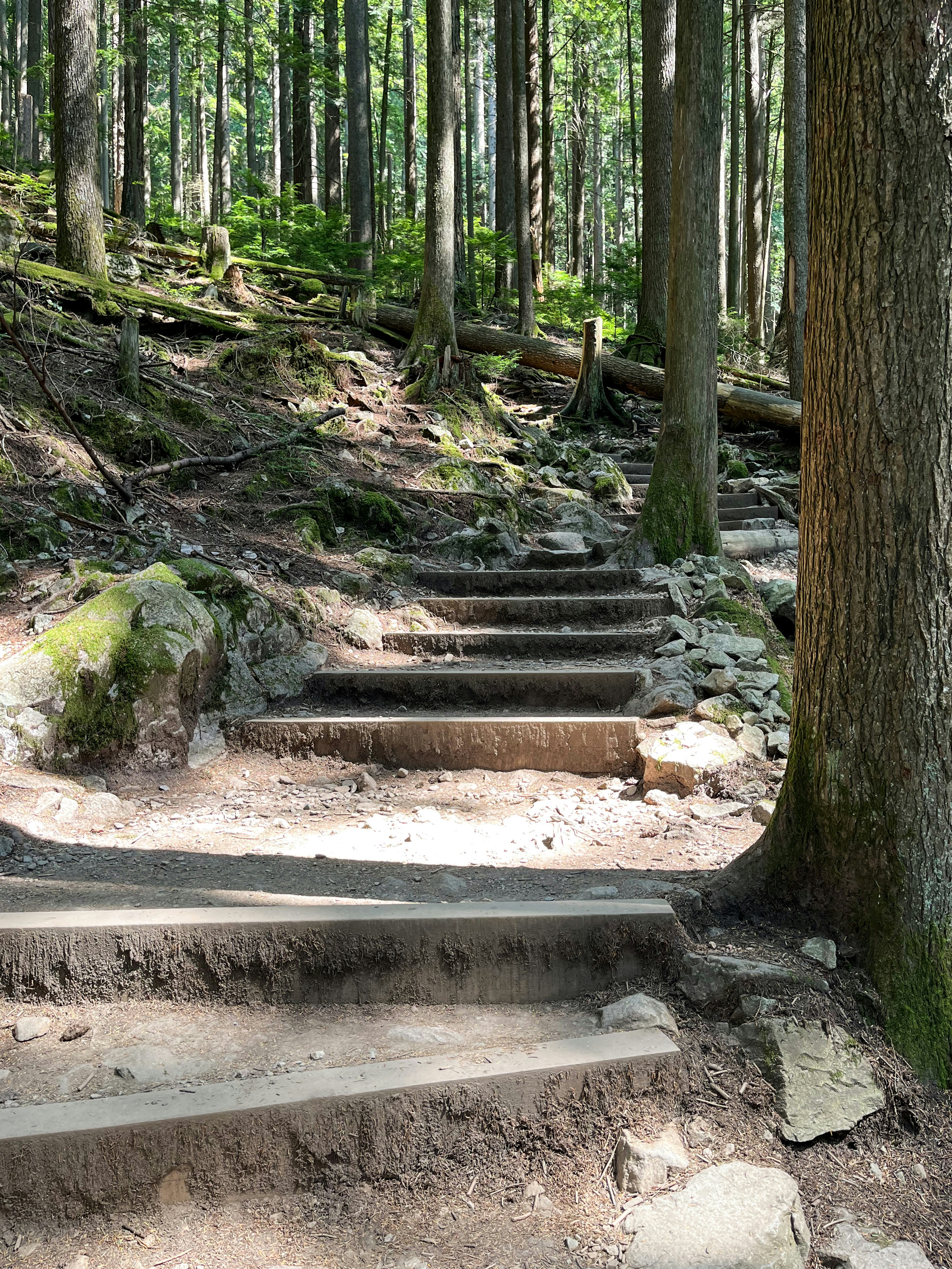 Wooden steps on a hiking trail through a dense forest with mossy rocks