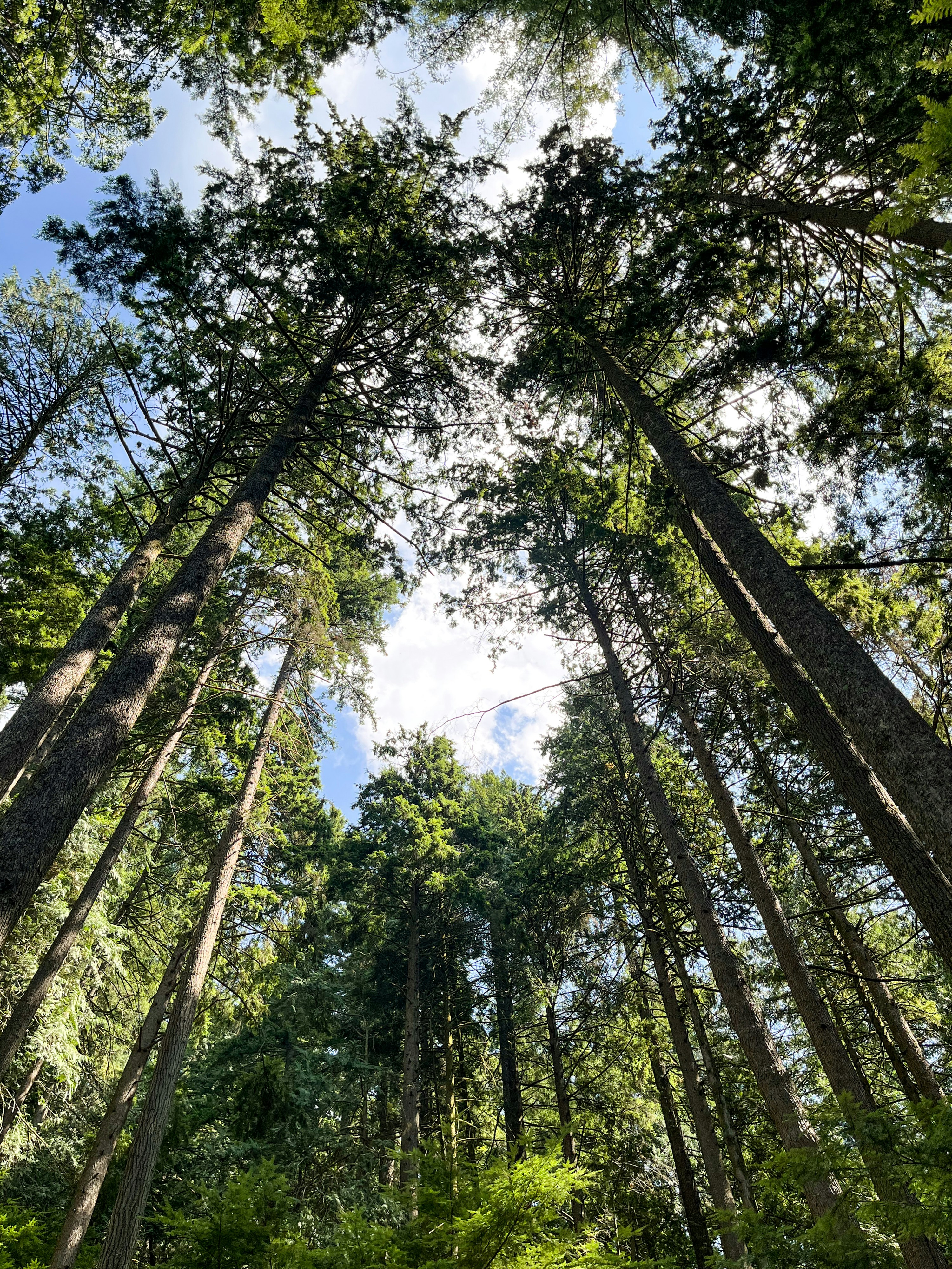 Tall evergreen trees reaching toward a bright blue sky with white clouds