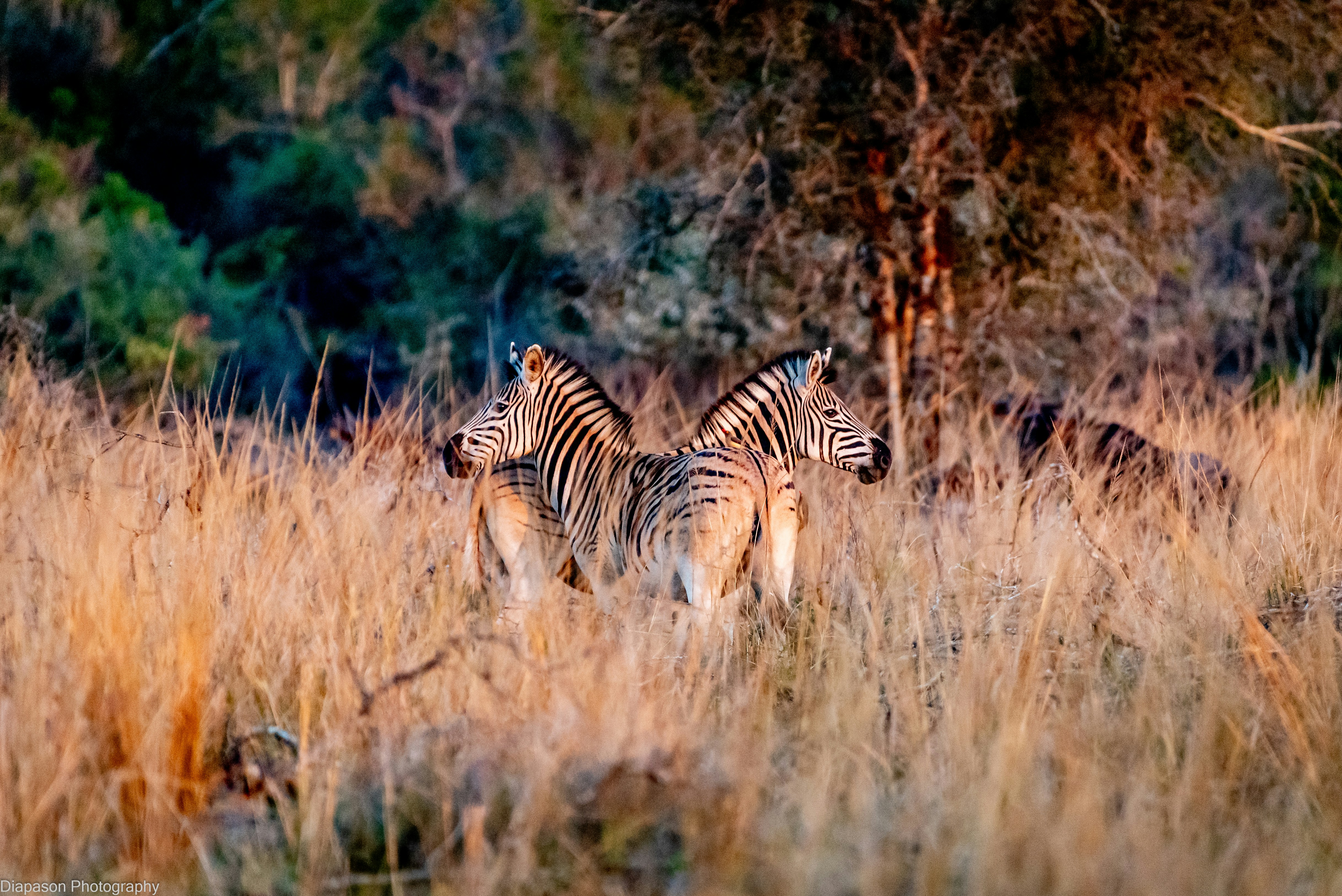 Two zebras standing back to back in tall dry grass during golden hour