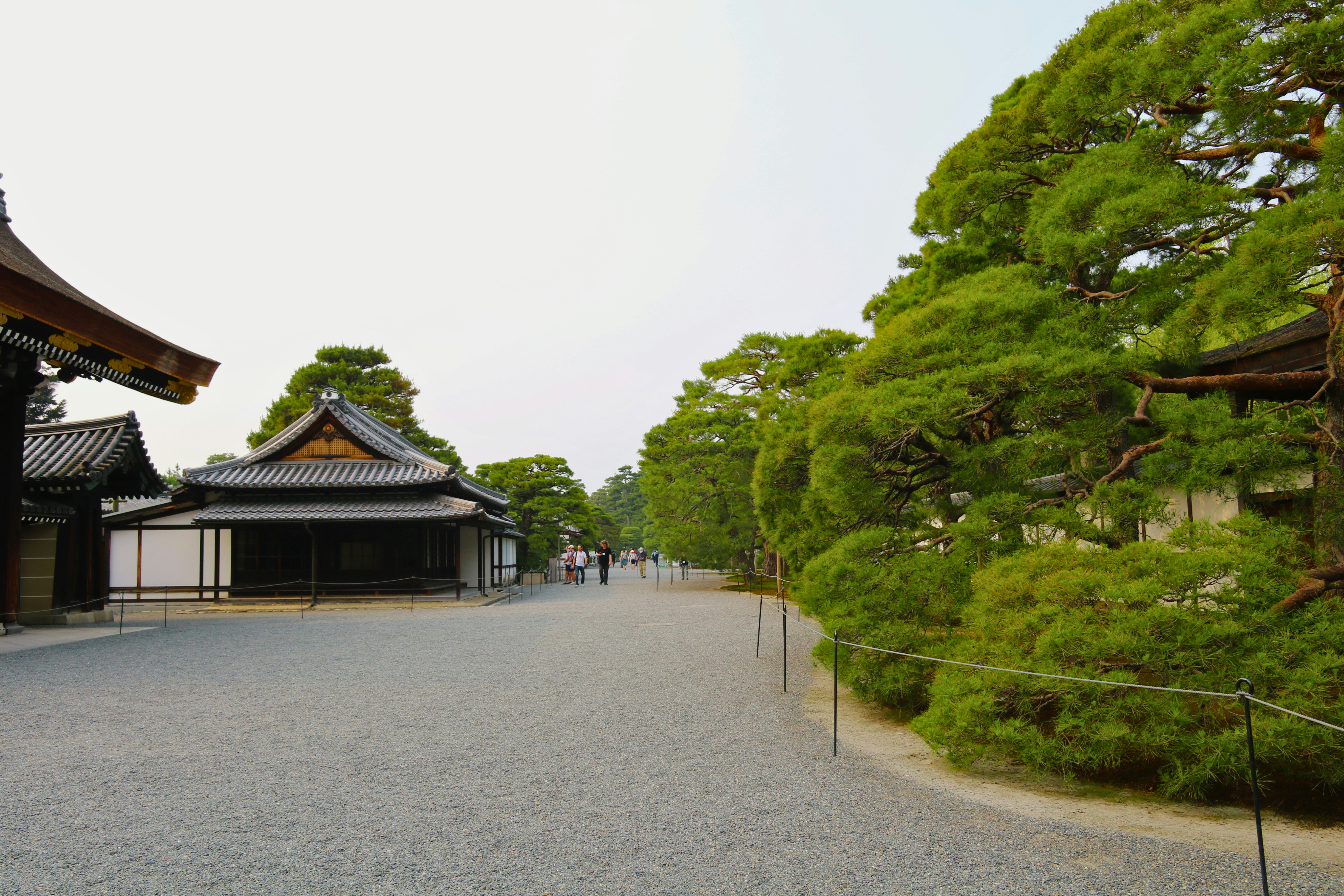 A gravel path between traditional Japanese buildings and large pine trees in Kyoto