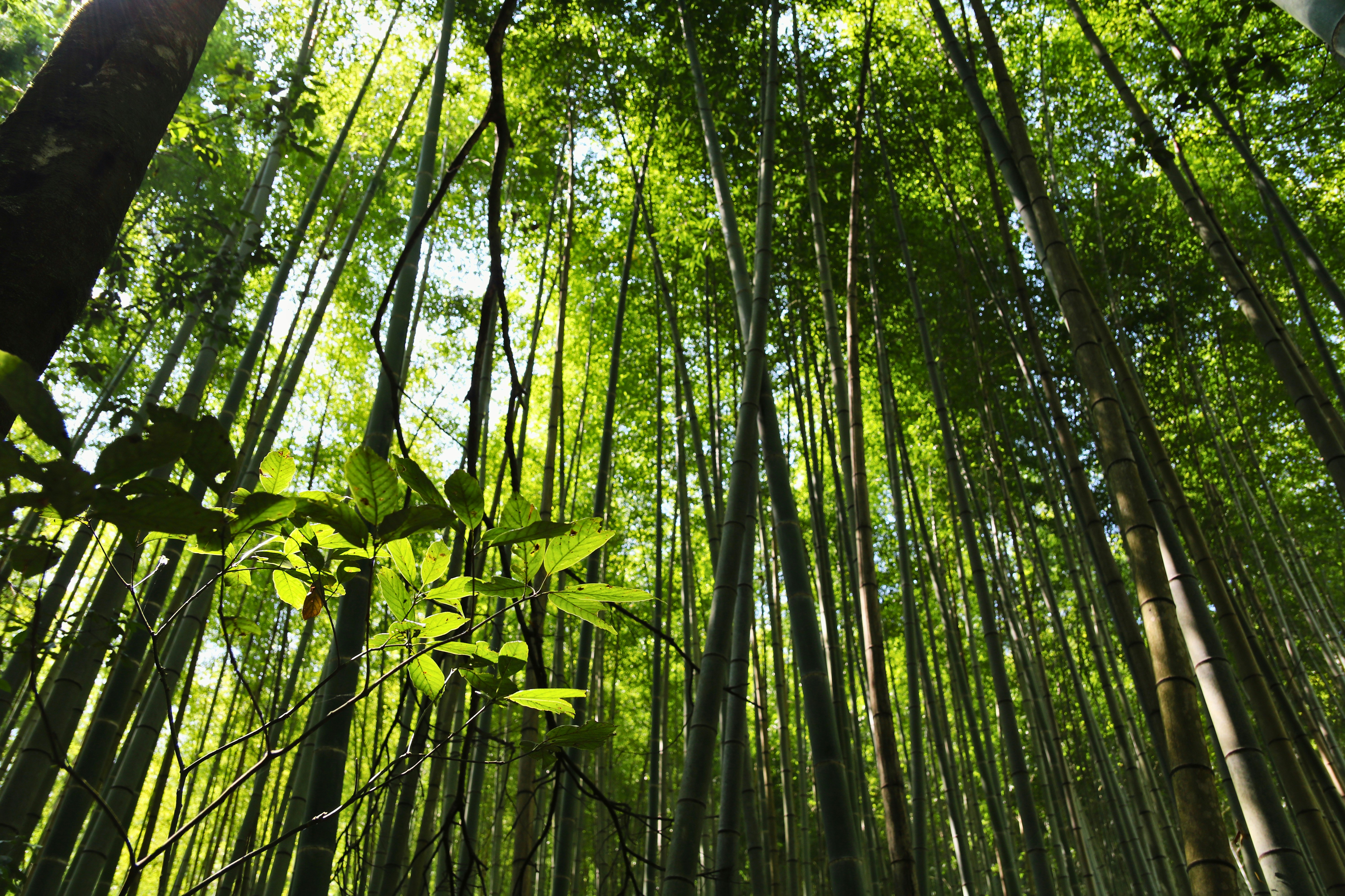 Tall green bamboo stalks reaching toward a bright canopy of leaves