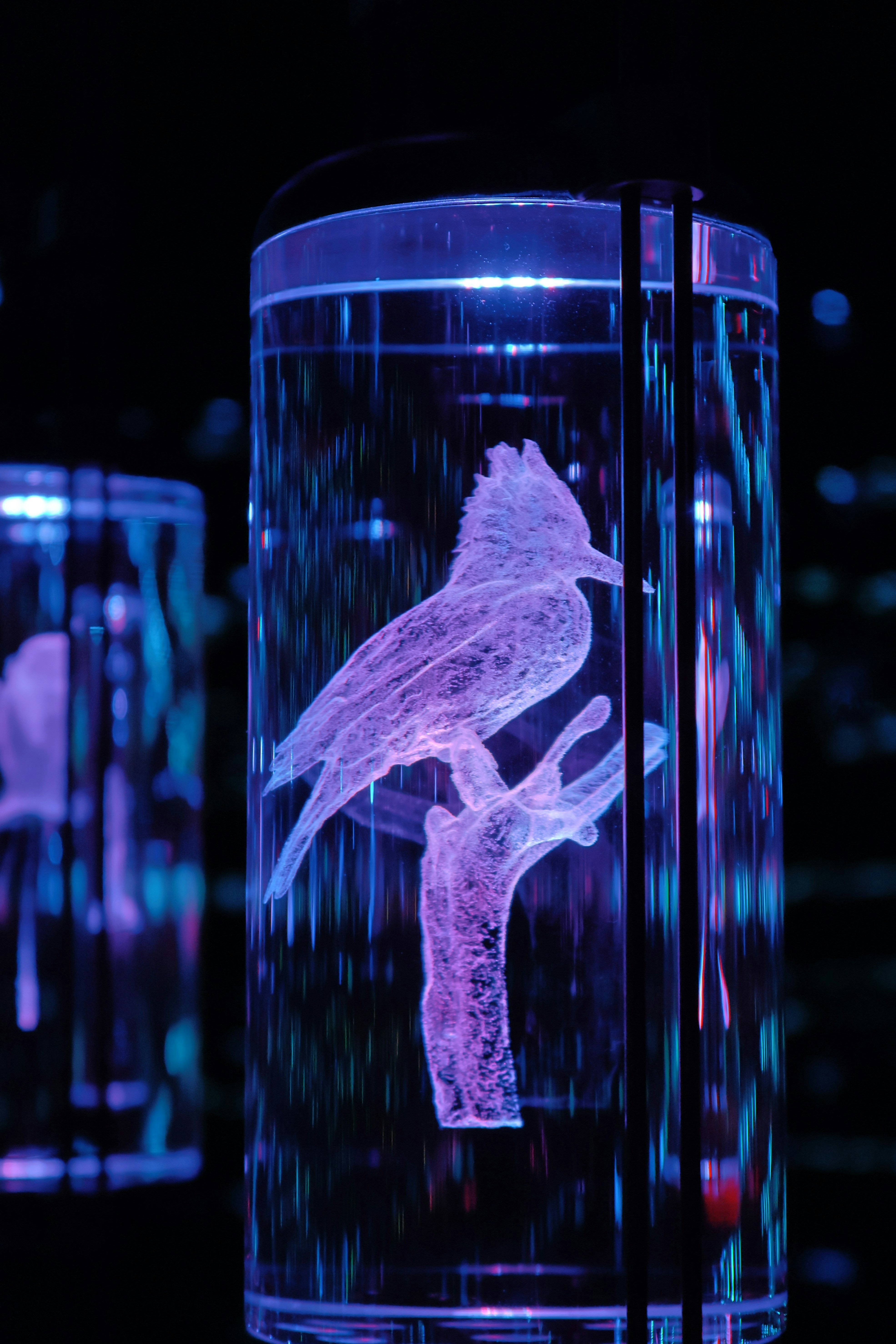 Une sculpture d’oiseau gravée au laser bleu lumineux à l’intérieur d’un récipient cylindrique en verre