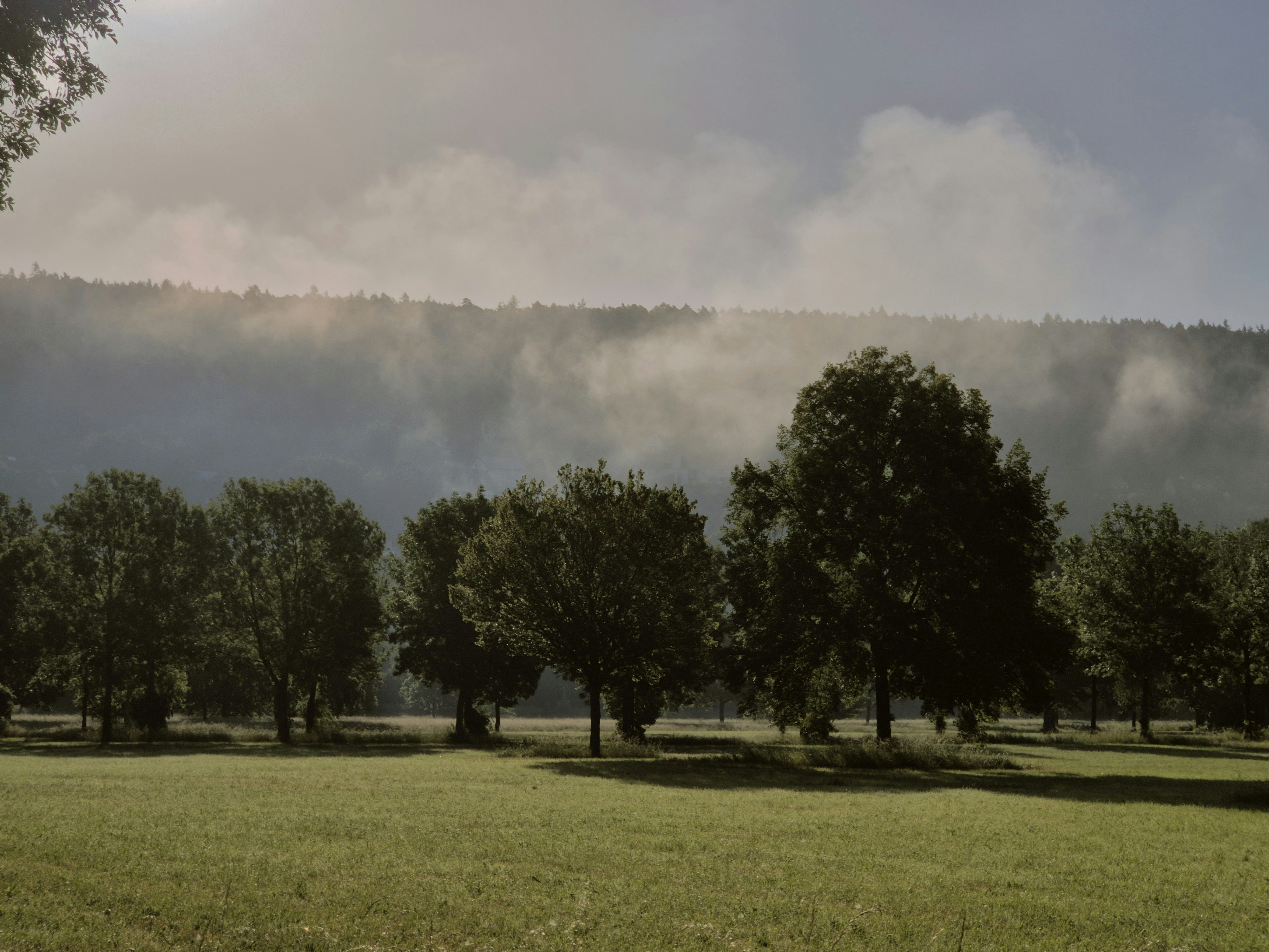 Green trees in a misty meadow