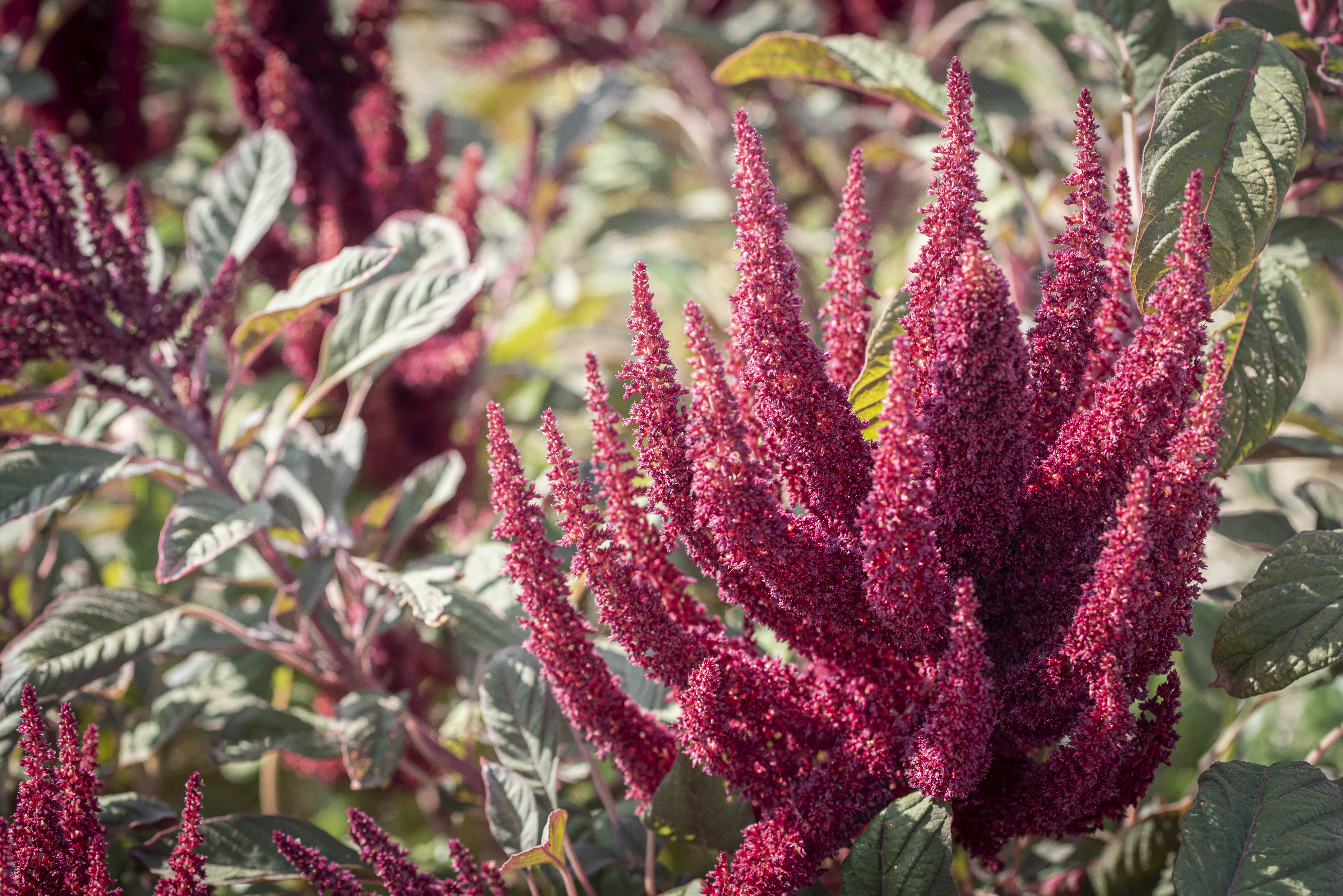 Vibrant magenta amaranth plumes rising above dark green leaves in a garden