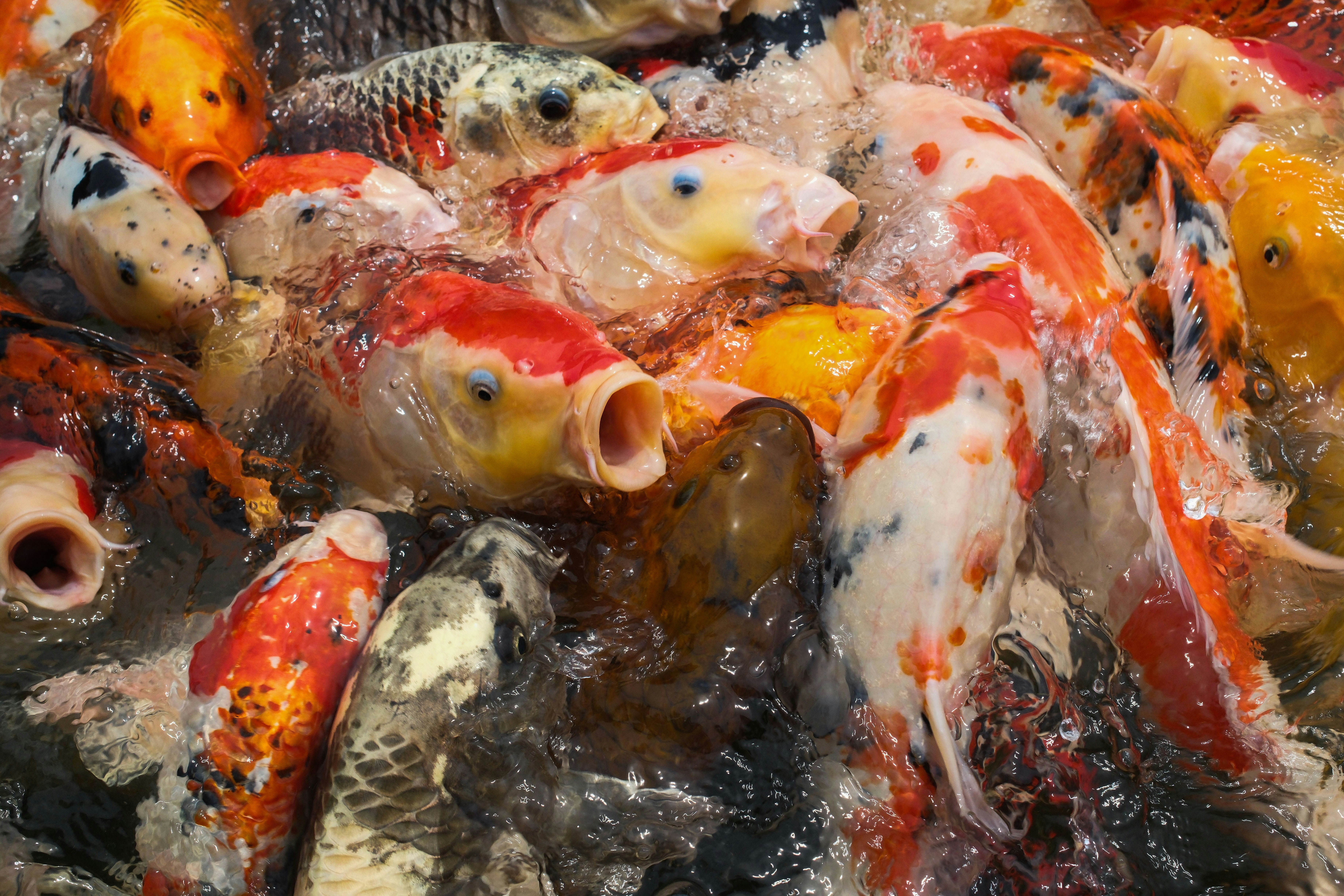 A group of colorful koi fish swimming together in churning water