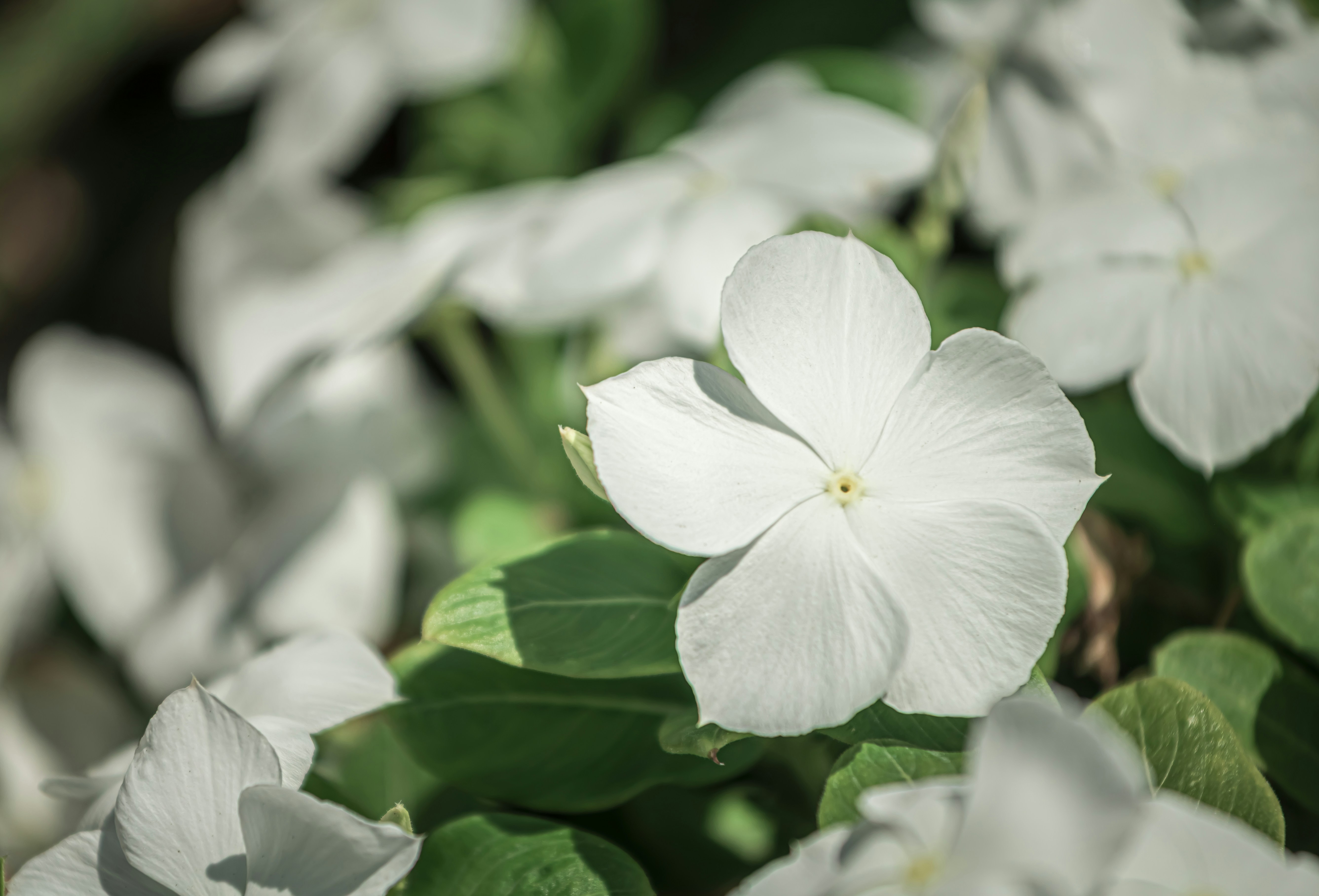 A white periwinkle flower with a yellow center among green leaves