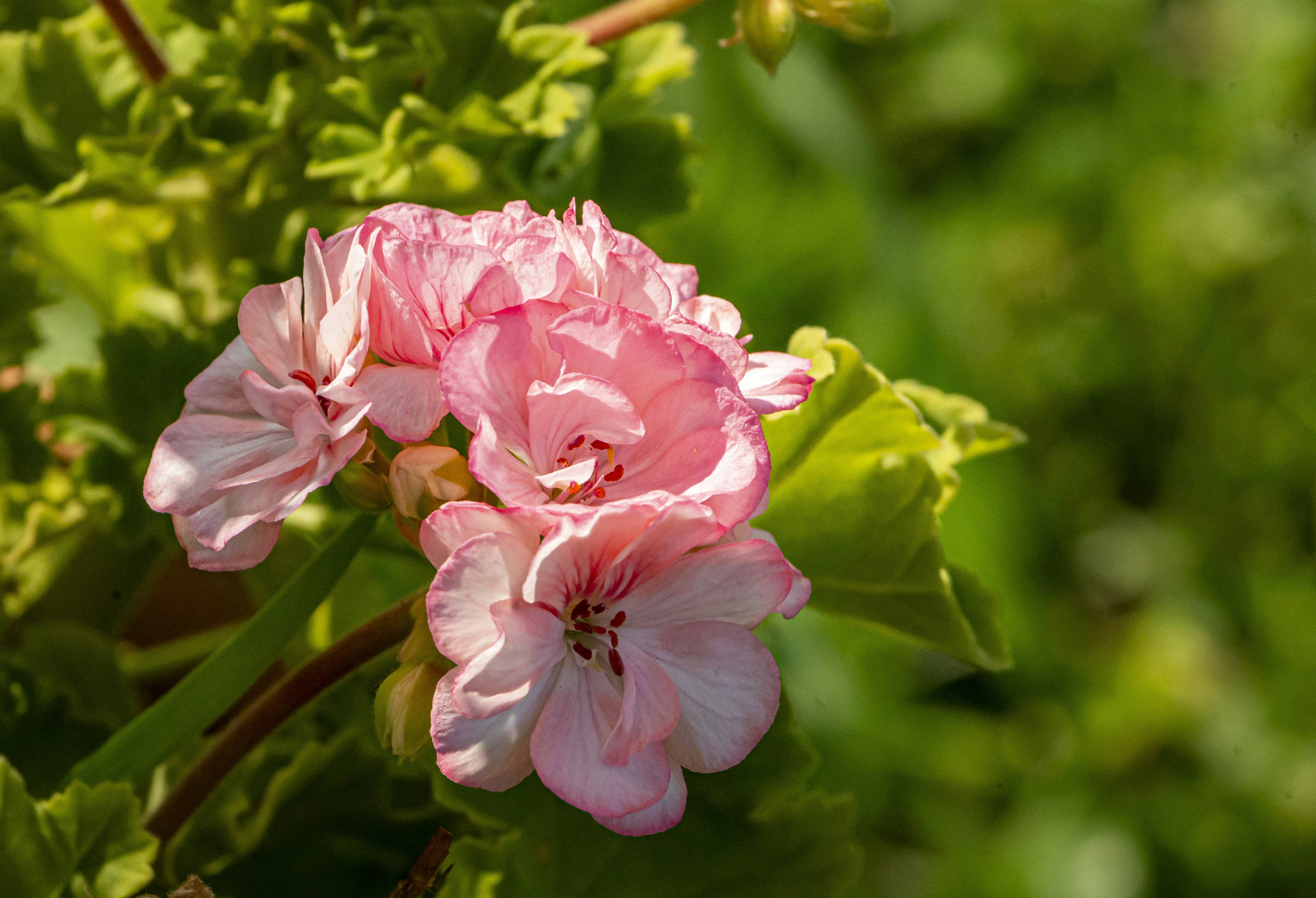 A cluster of pink geranium flowers with green leaves in soft sunlight