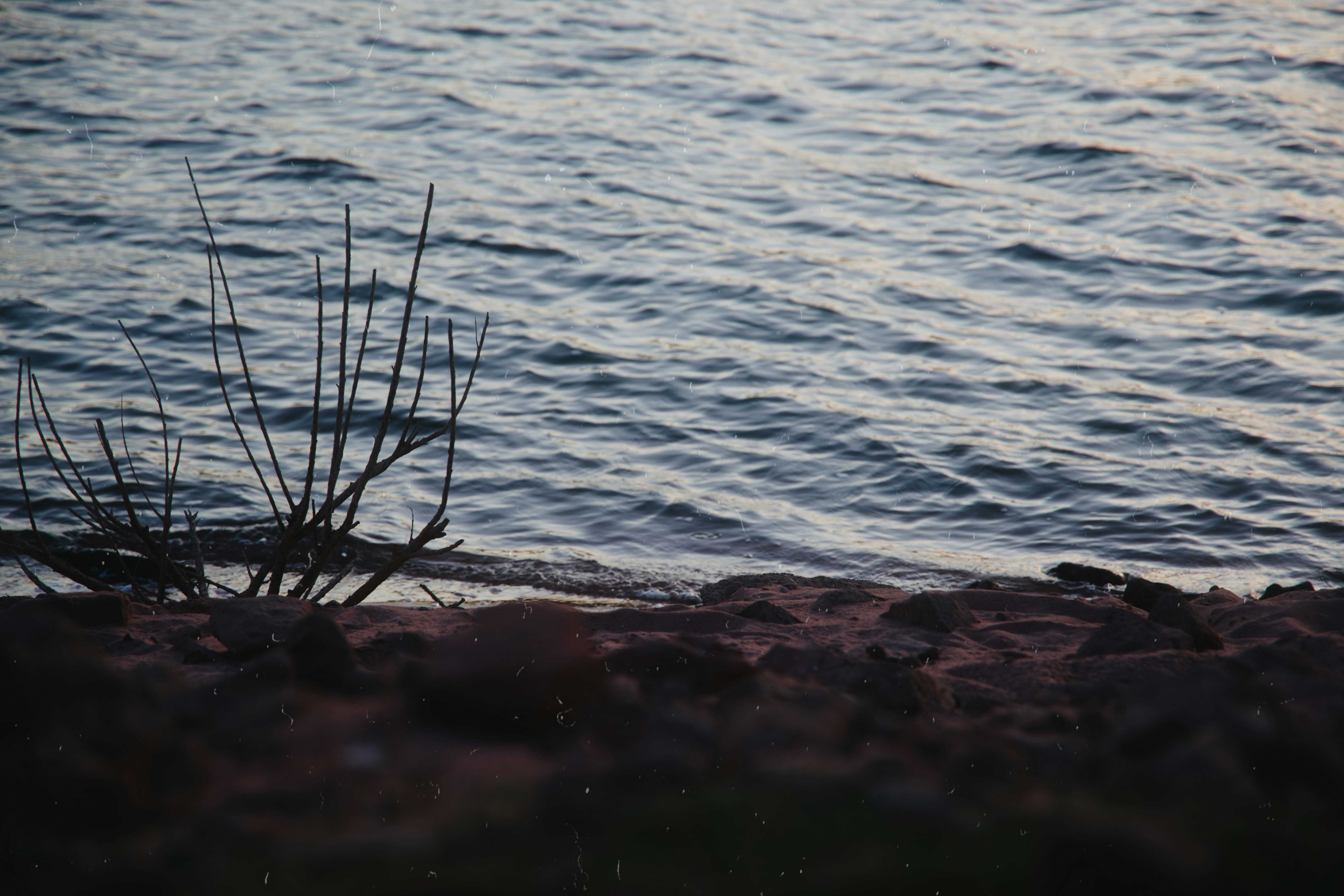 A bare branch on a rocky shoreline beside rippling dark water