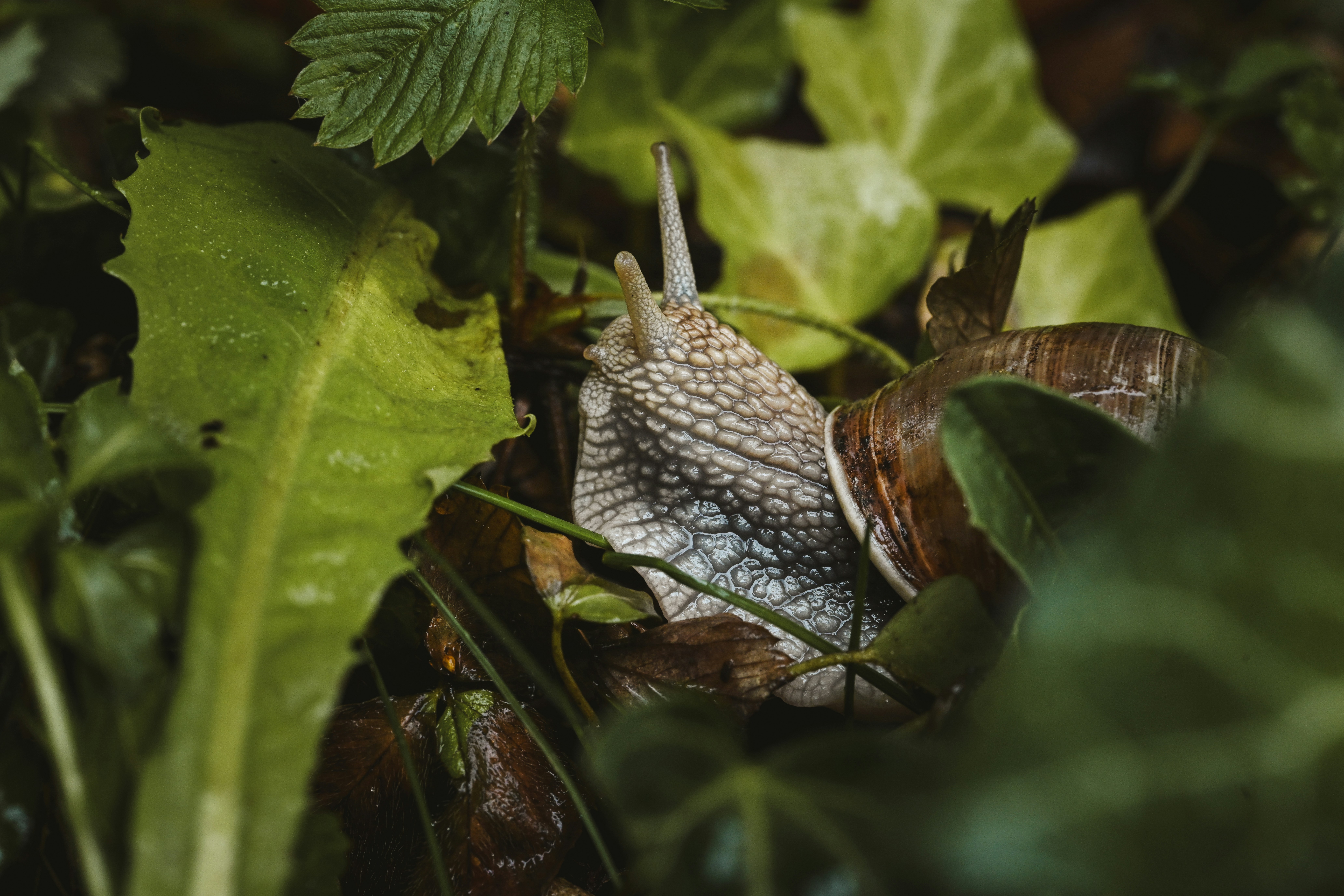 A garden snail with a brown shell crawling among green leaves