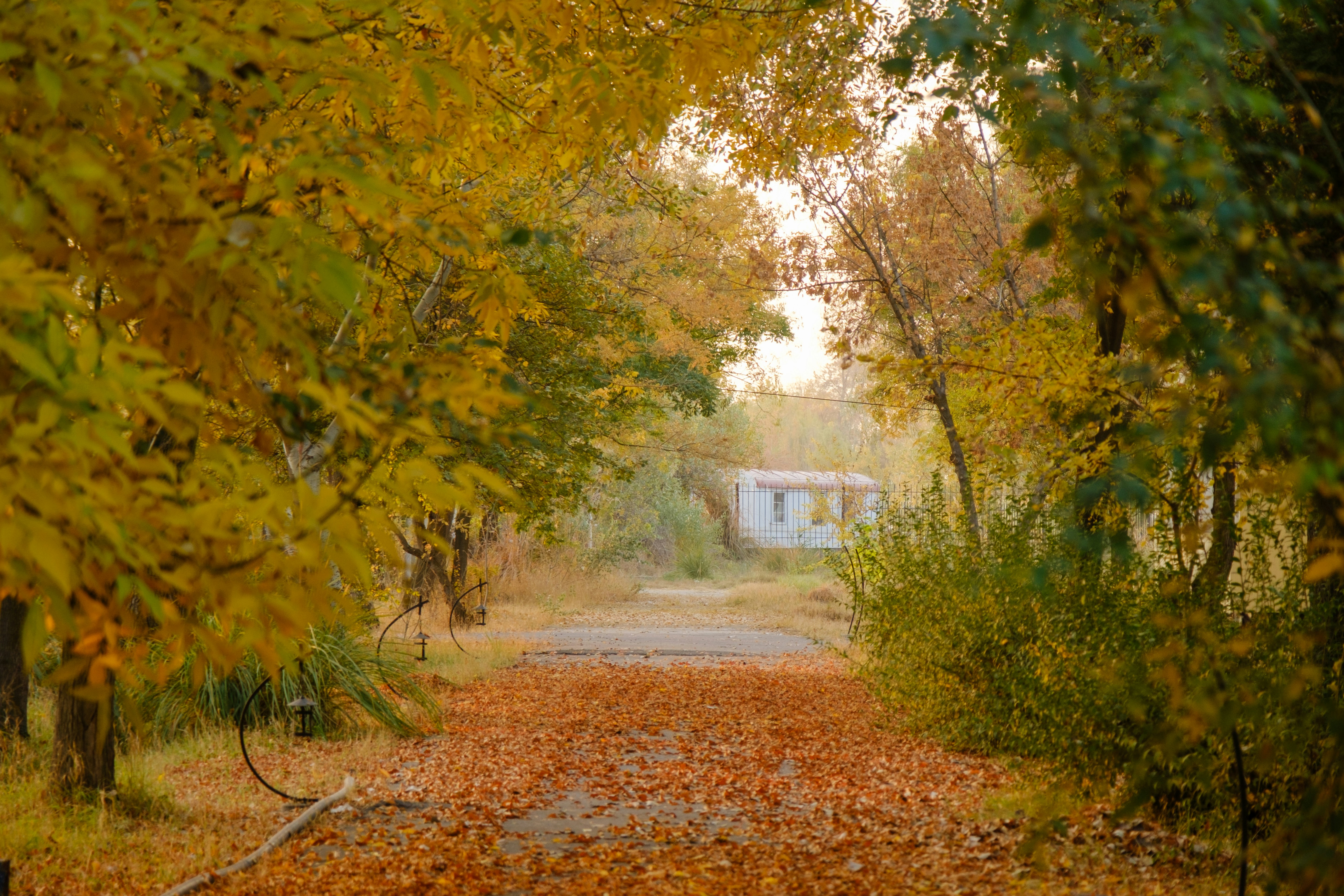 Path covered in orange leaves under autumn trees