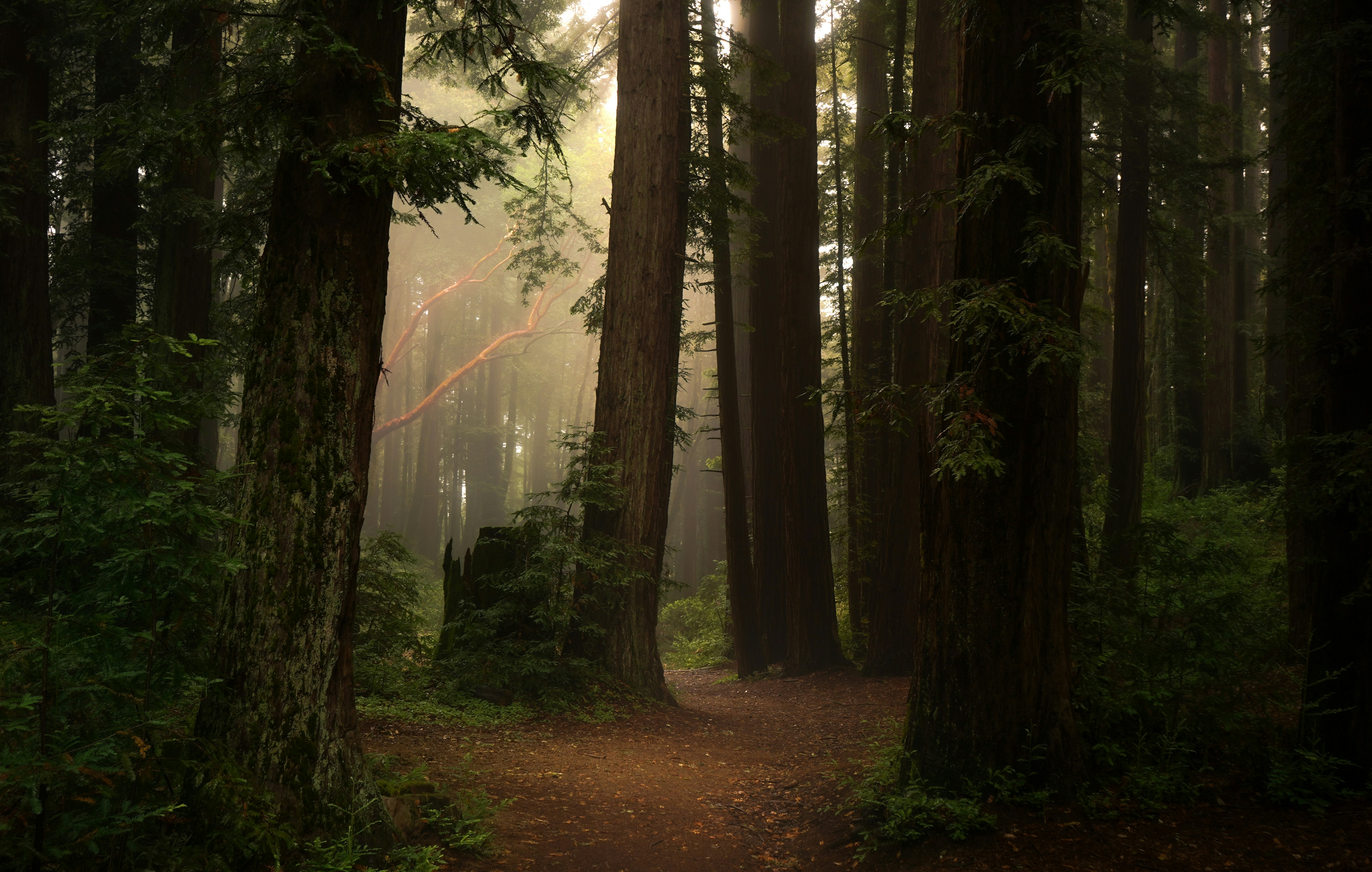 A dirt path winding through a dense forest of tall redwood trees in fog