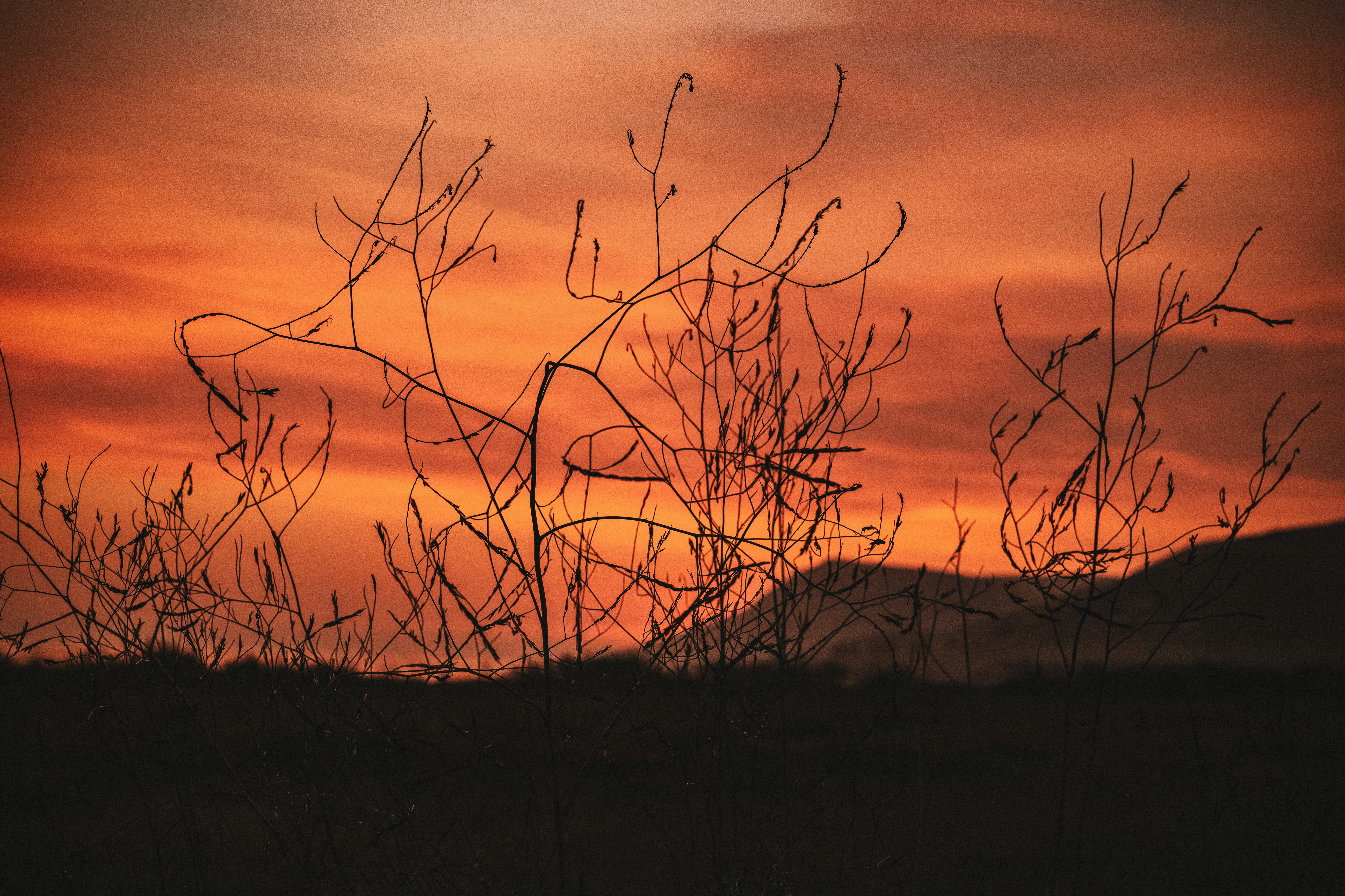 Silhouetted dry branches against a warm orange sky and distant hills in Cambria