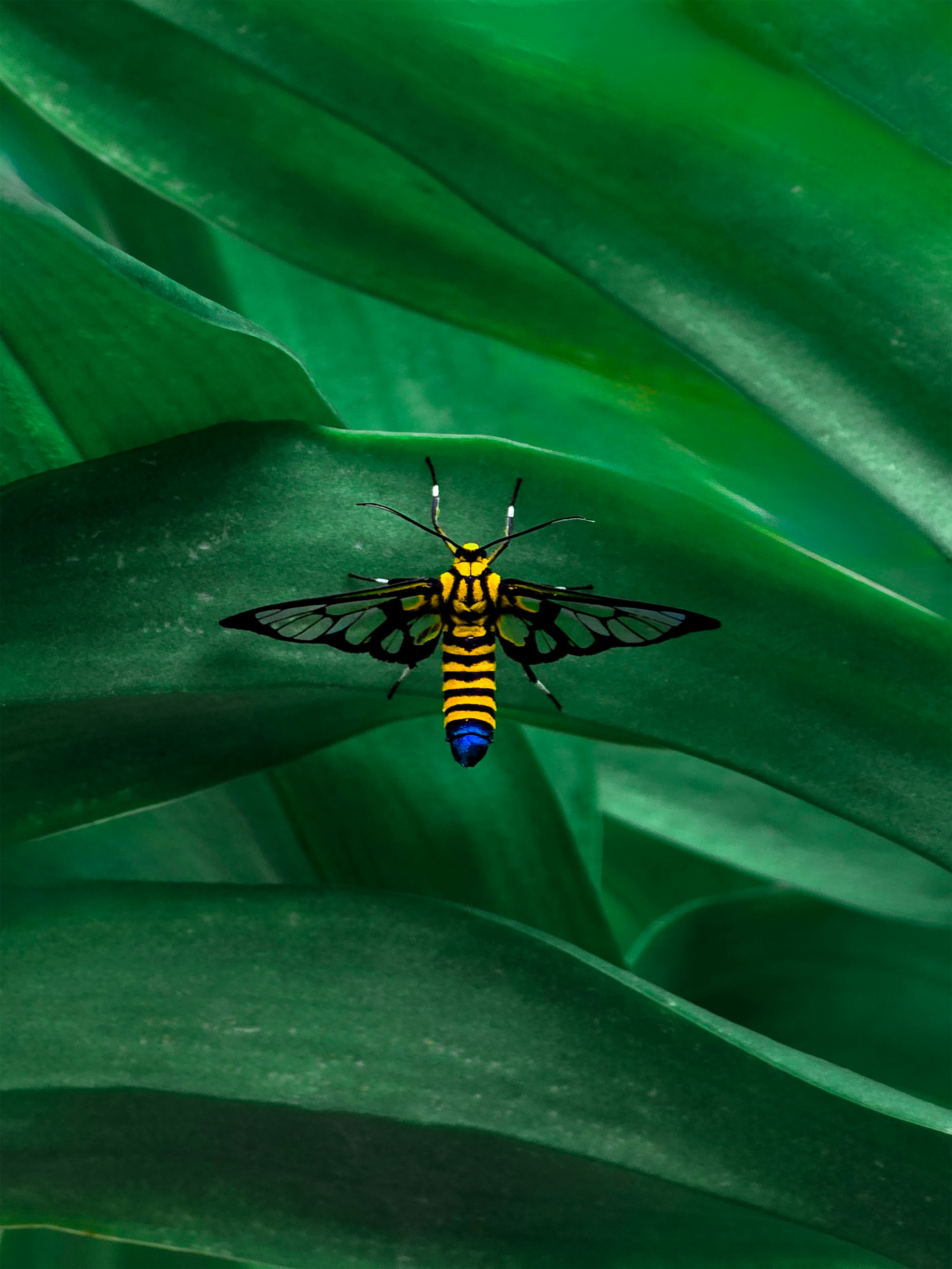 A yellow and black wasp moth resting on a large green leaf