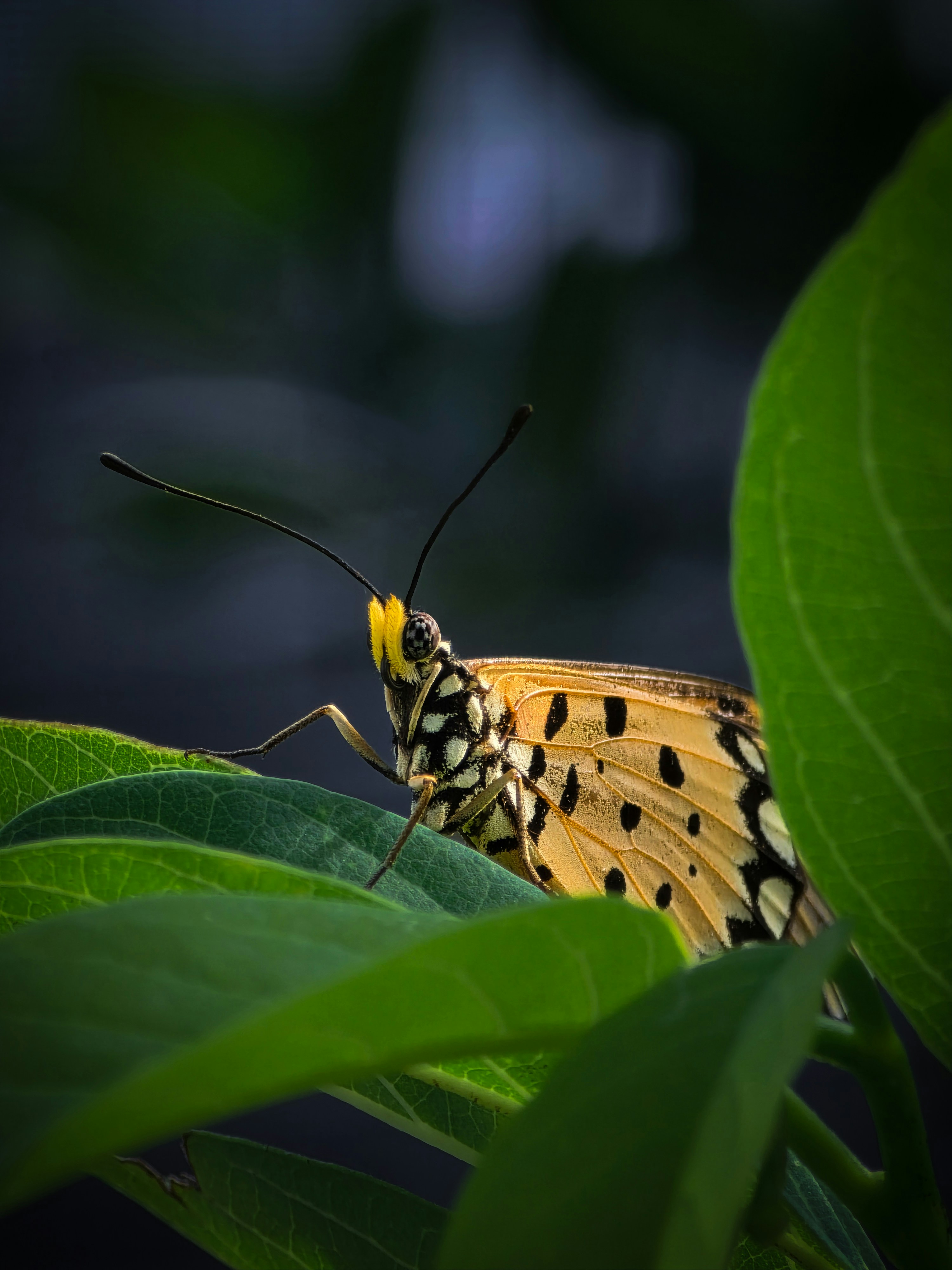 A yellow butterfly with black spots resting on a green leaf