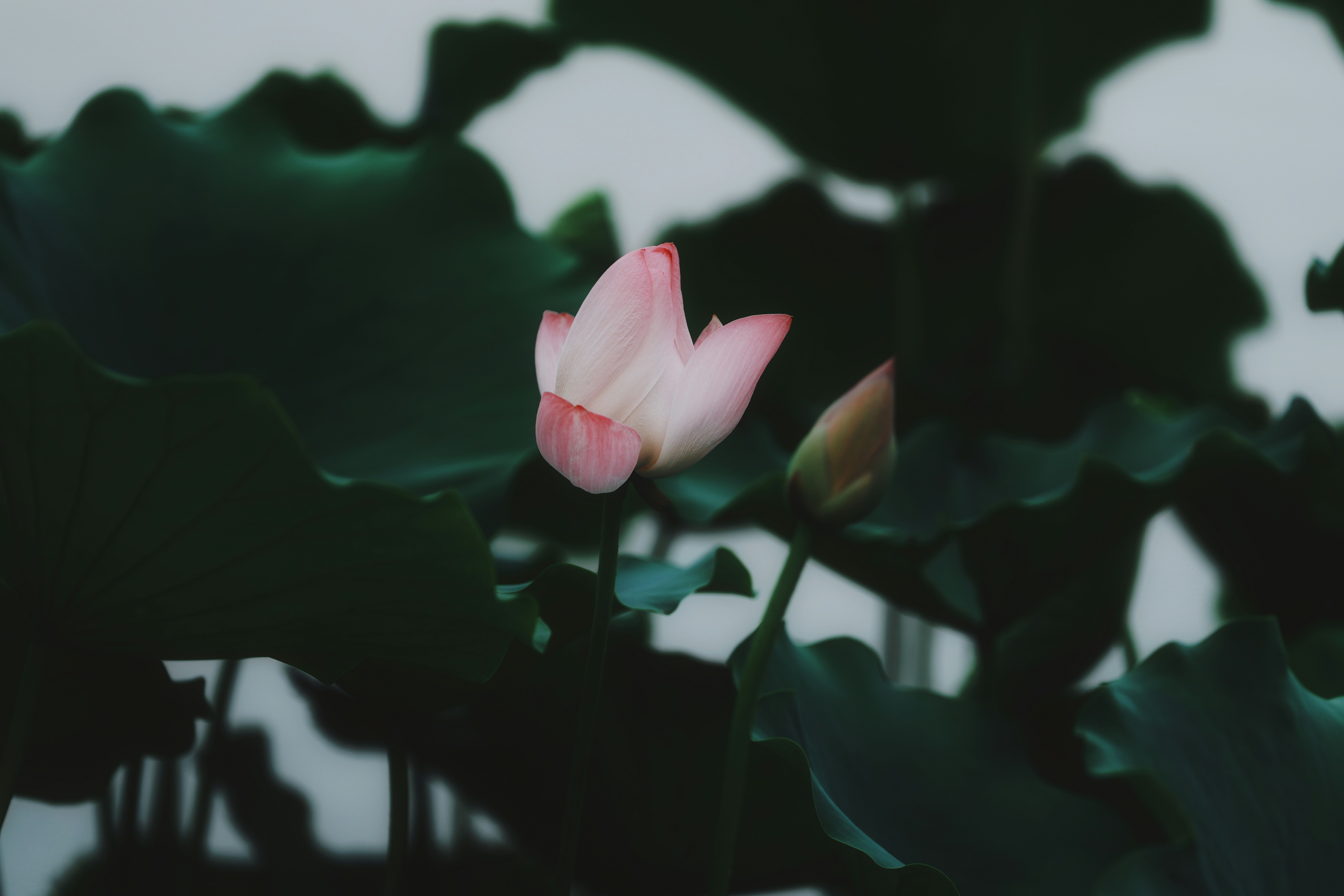 A pale pink lotus flower blooming among dark green lily pads