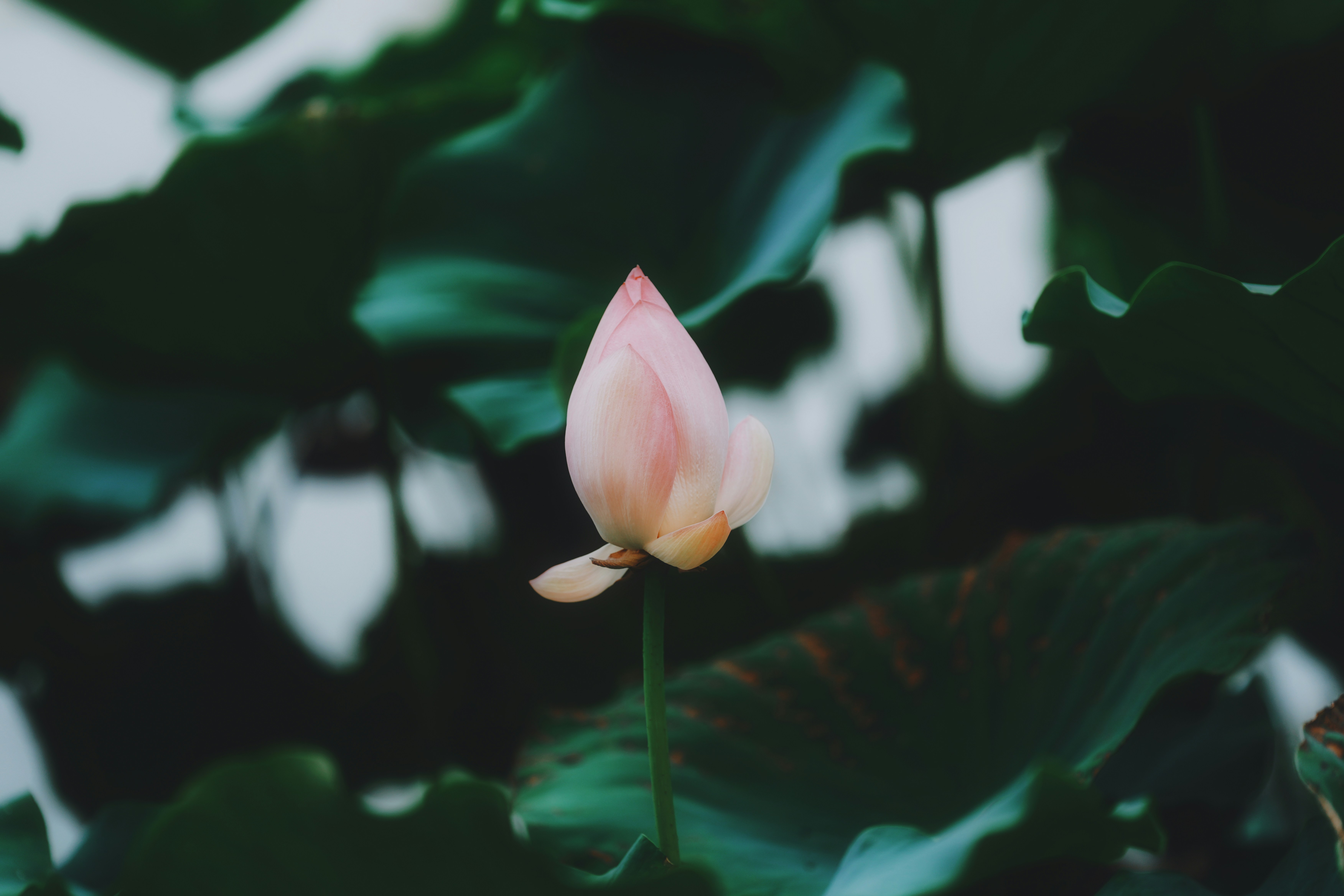 A pale pink lotus bud surrounded by large dark green leaves