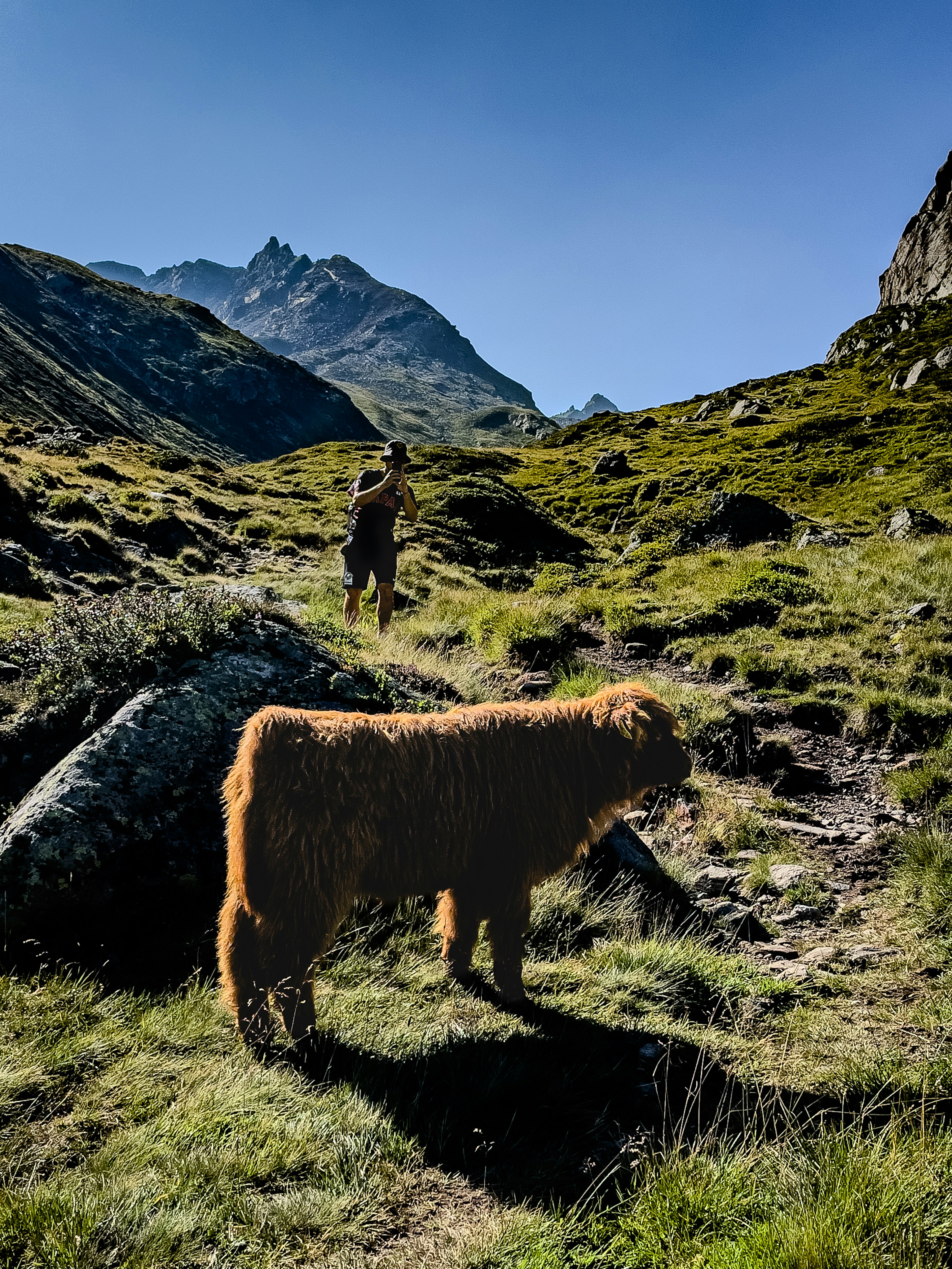 A shaggy Highland cow on a grassy mountain trail with a person nearby