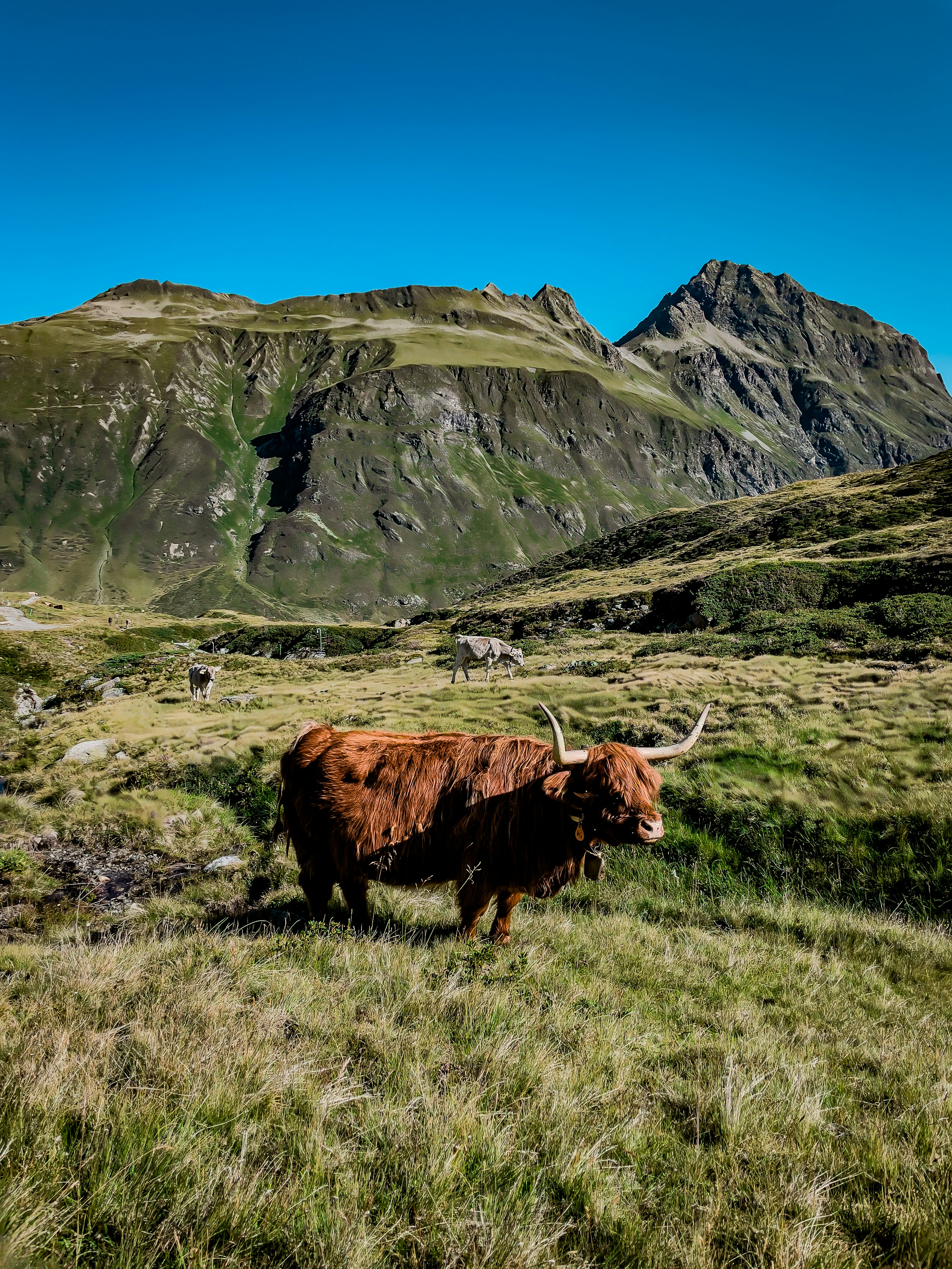 A shaggy Highland cow in a grassy mountain meadow under a clear blue sky