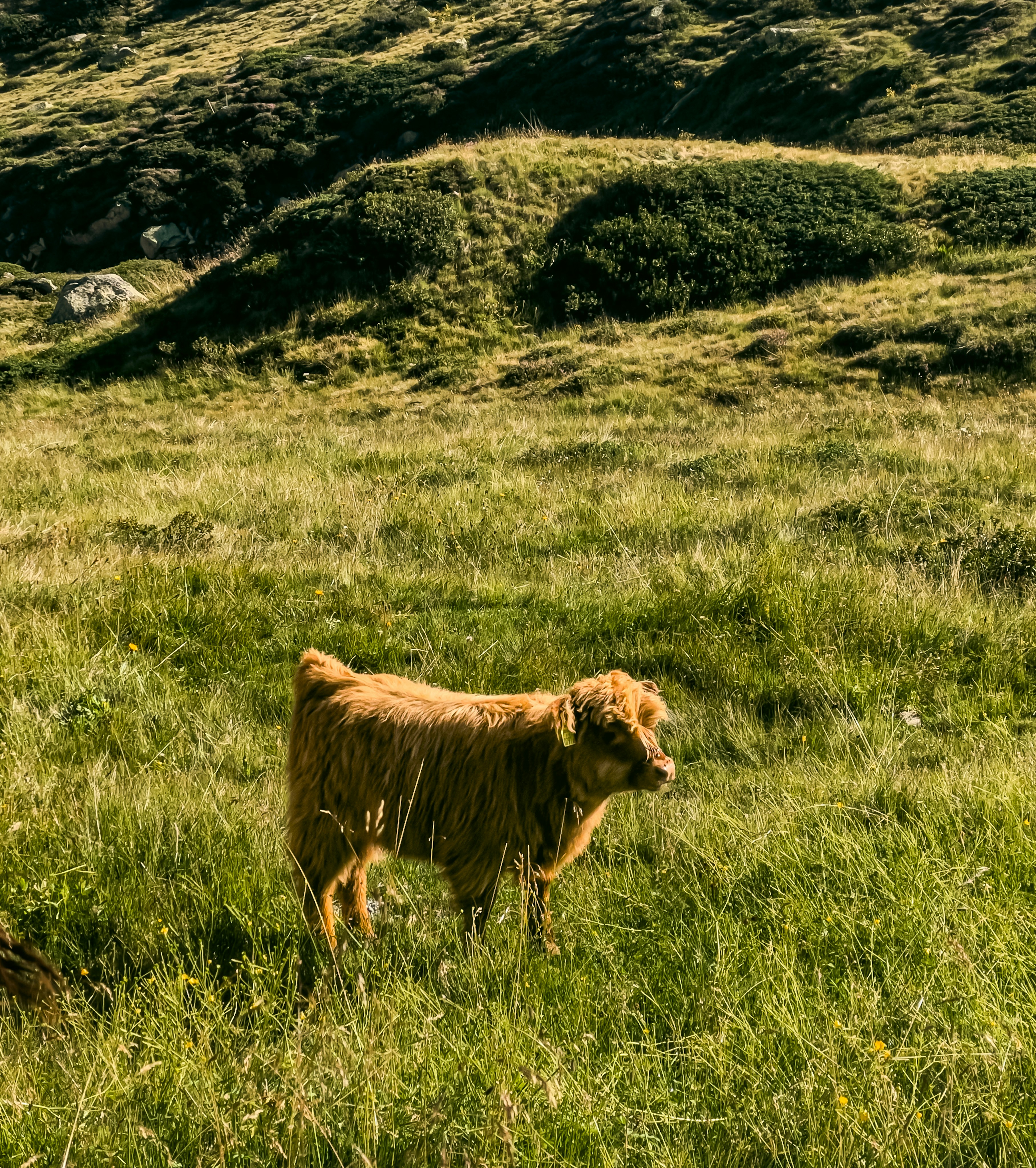 A shaggy Highland calf in a sunlit green mountain pasture