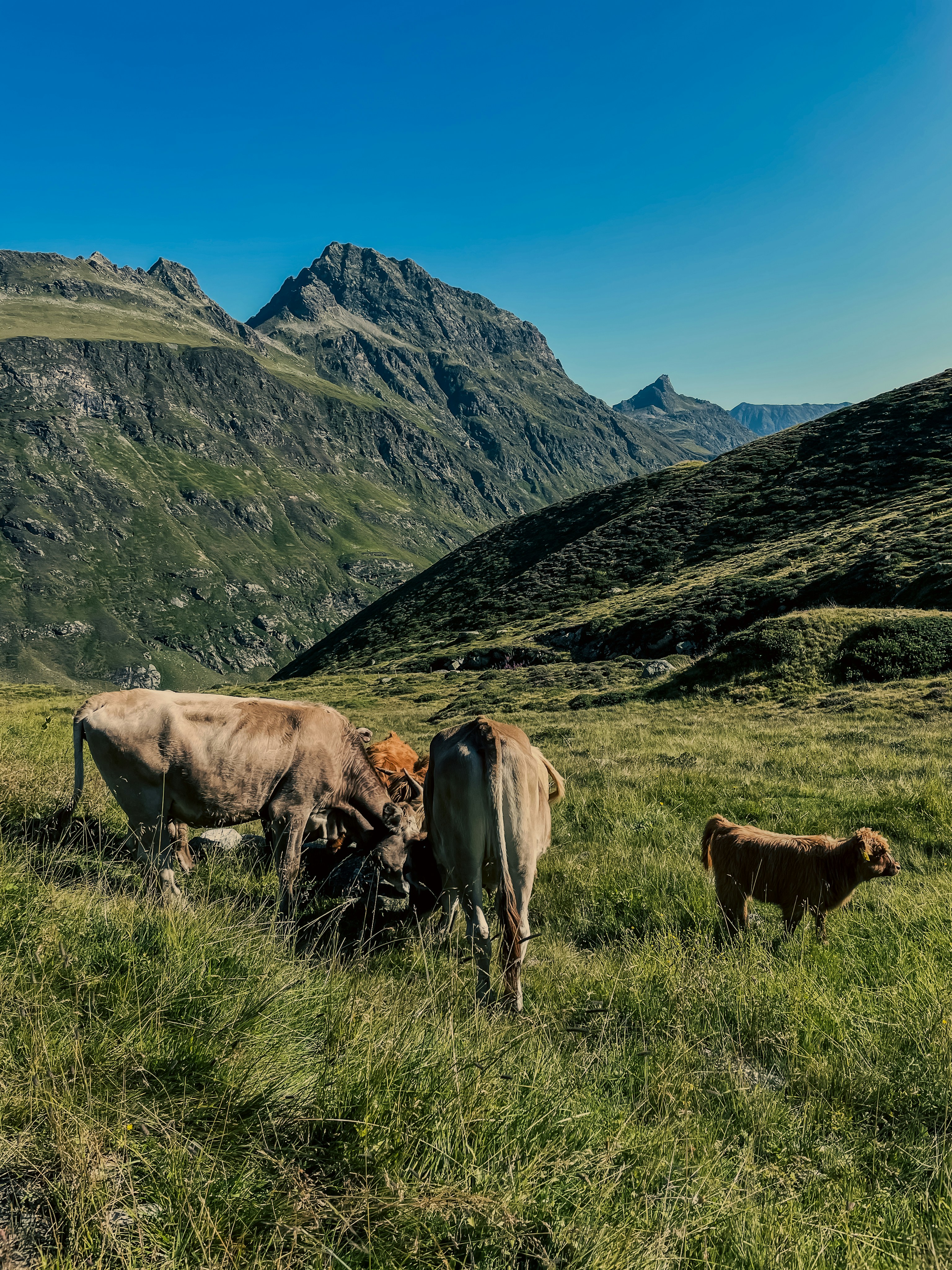 Cattle grazing in a green mountain meadow under a clear blue sky