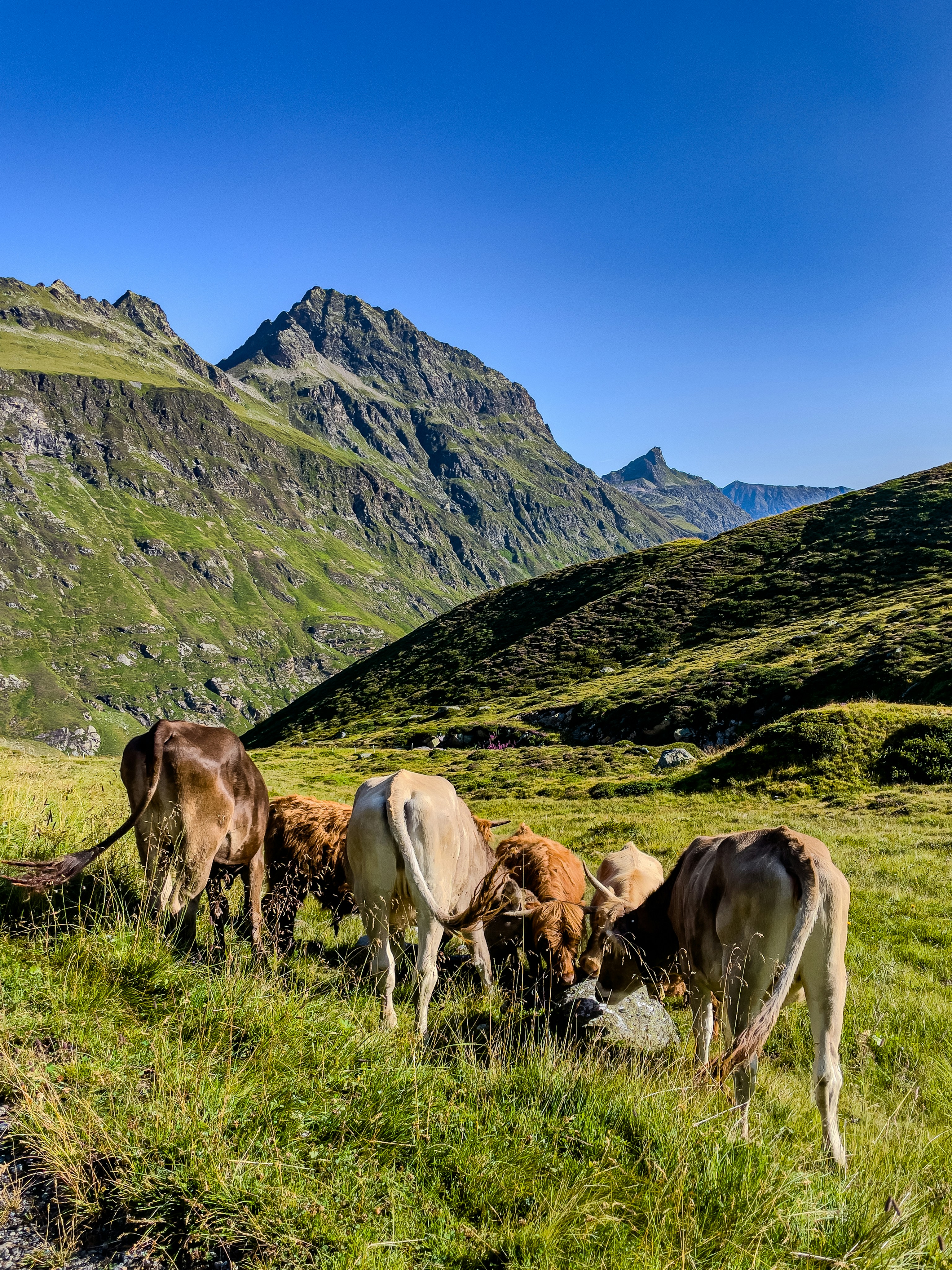 A small herd of cows grazing in a green mountain valley under a clear sky