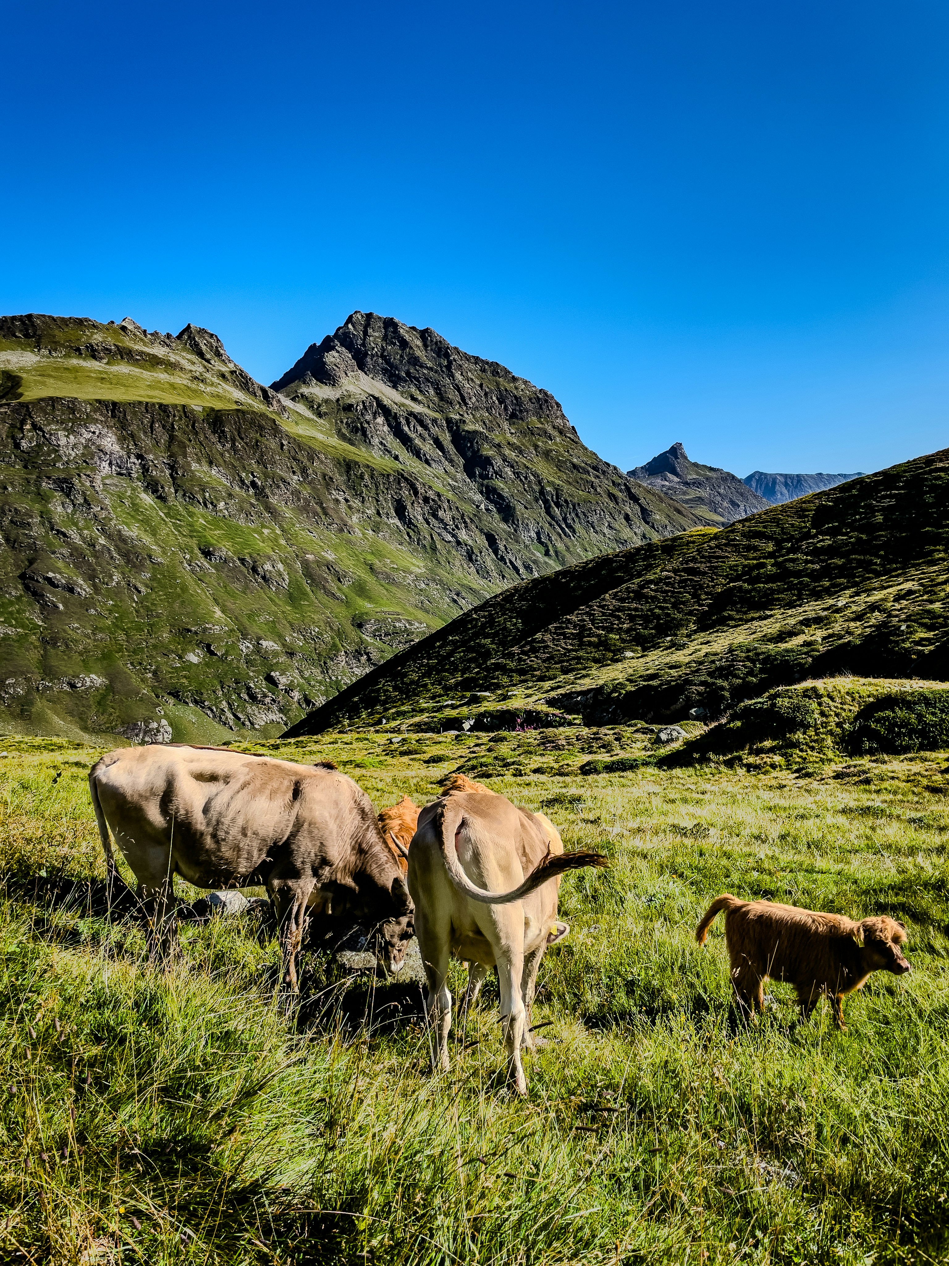 Two adult cows and a calf grazing in a green mountain meadow