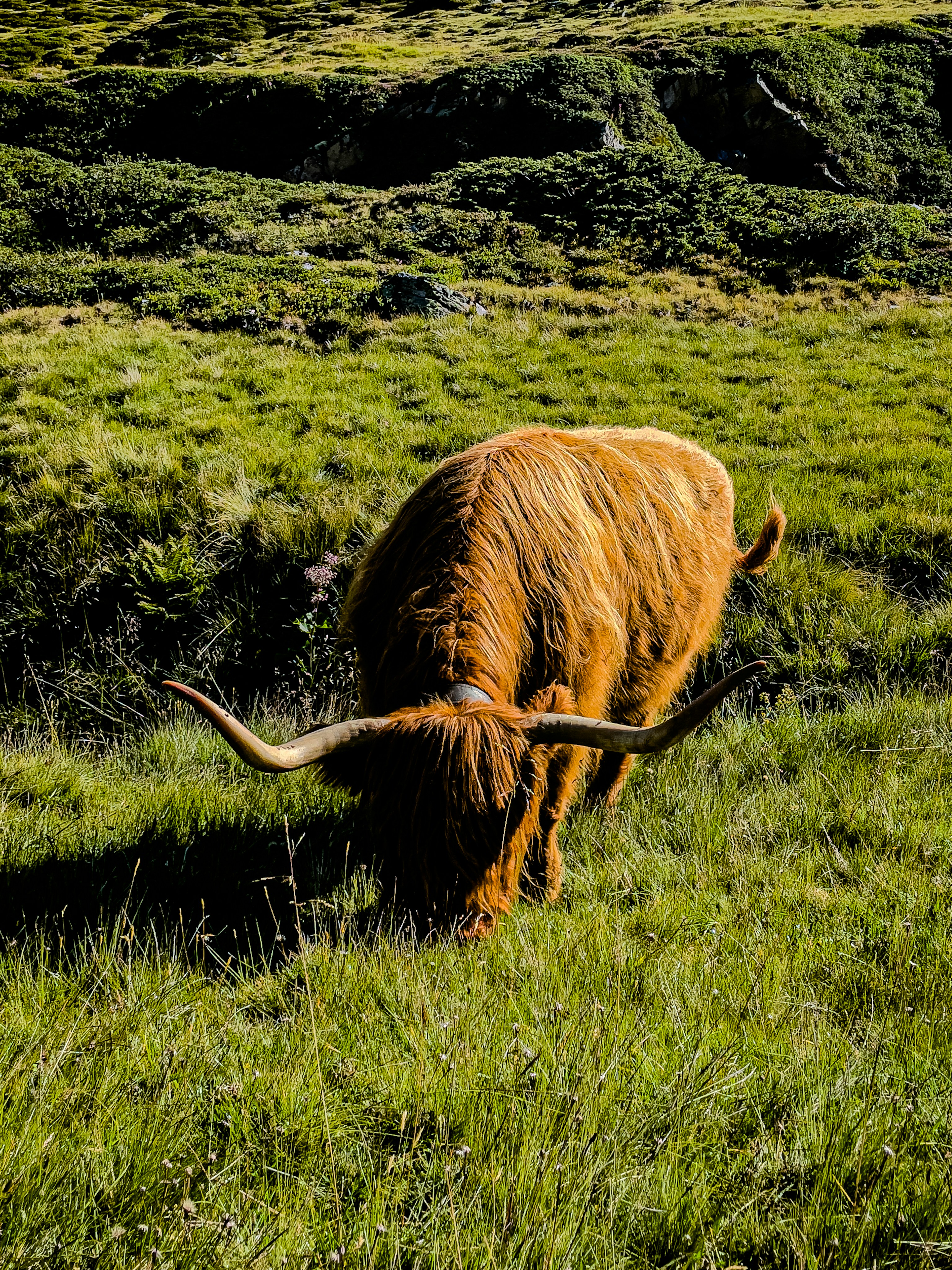 A shaggy Highland cow grazing in a sunlit green mountain pasture
