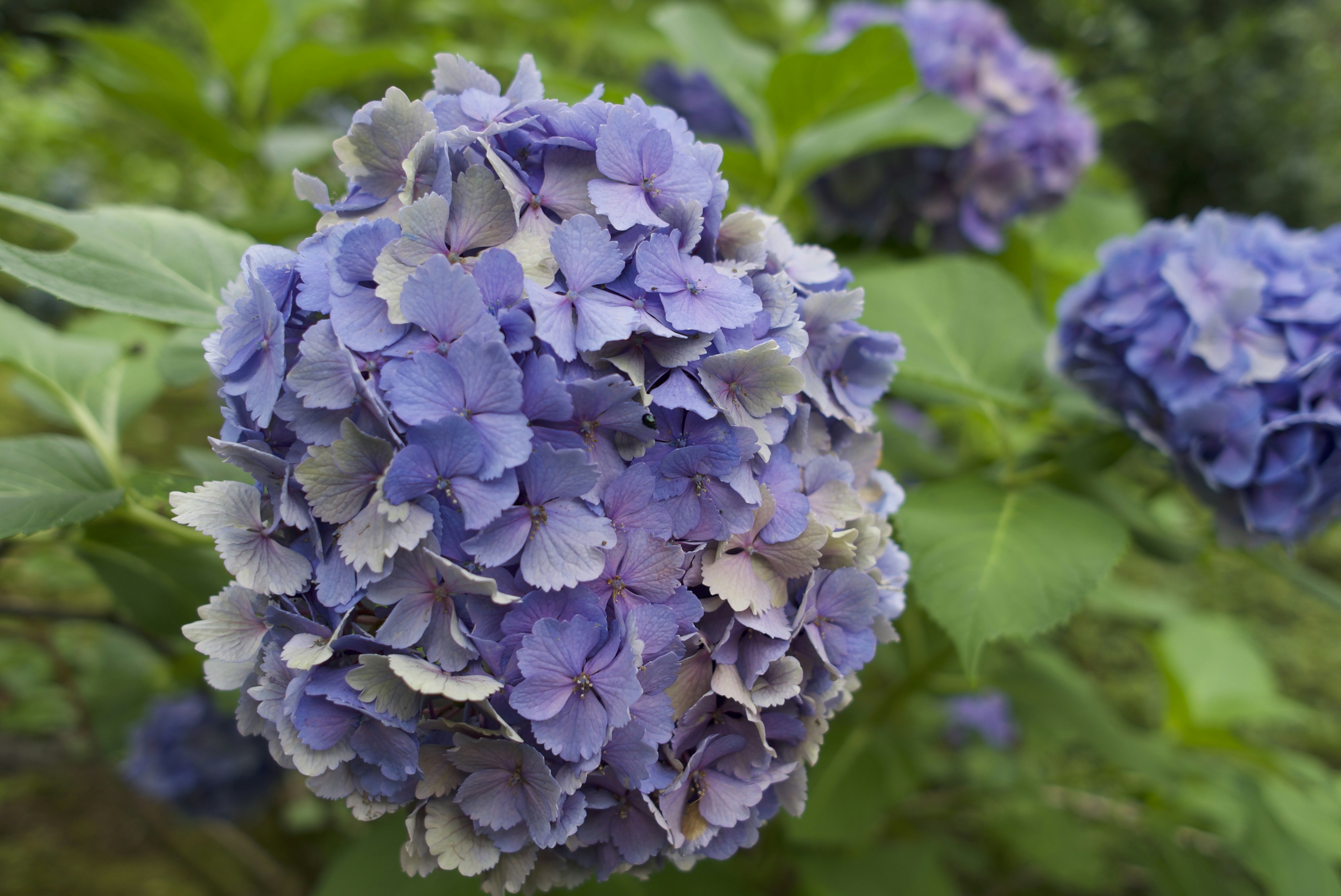 A large head of blue and purple hydrangea flowers in close-up, with more blue hydrangeas and green leaves behind