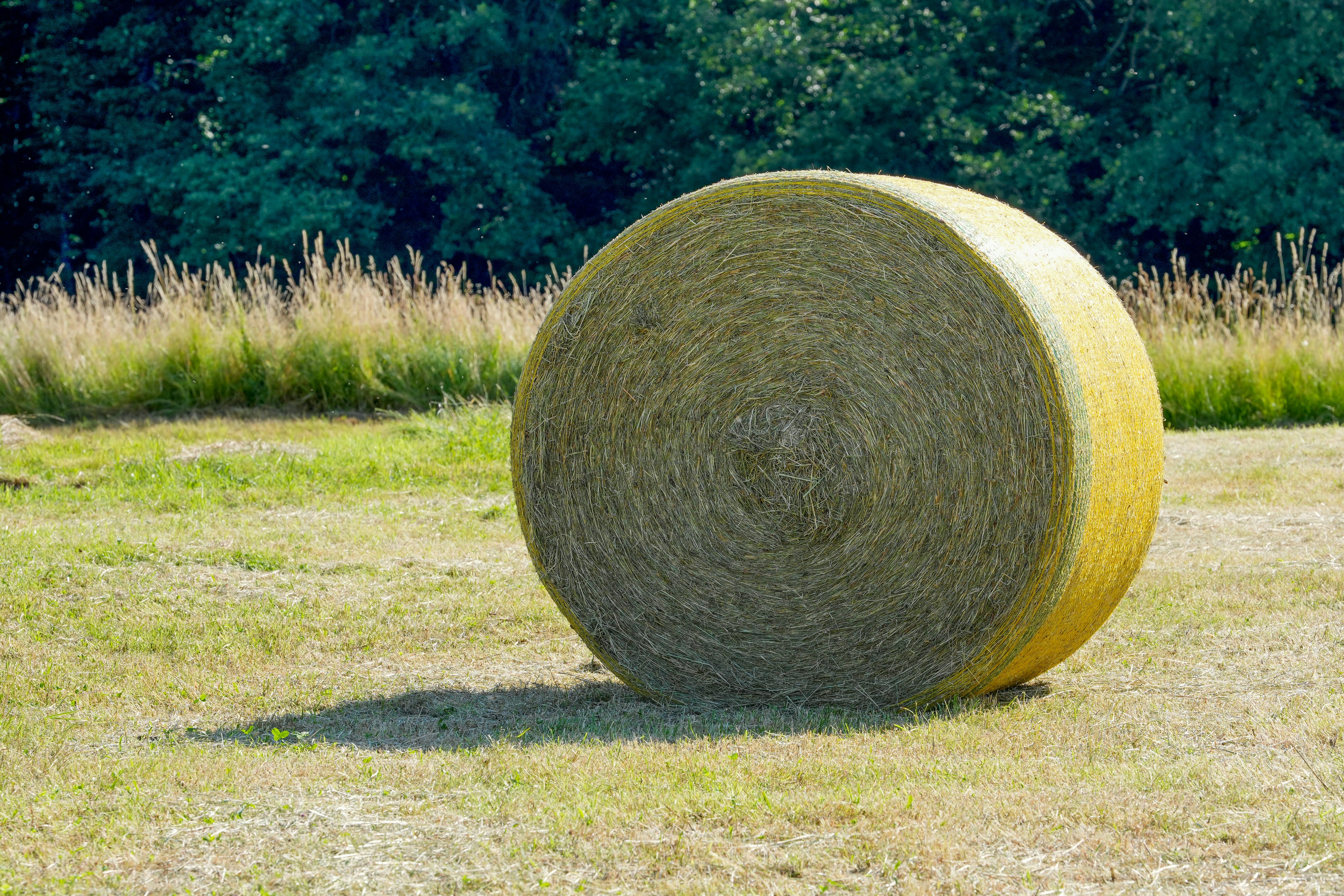 A large round hay bale in a sunlit field with tall grass