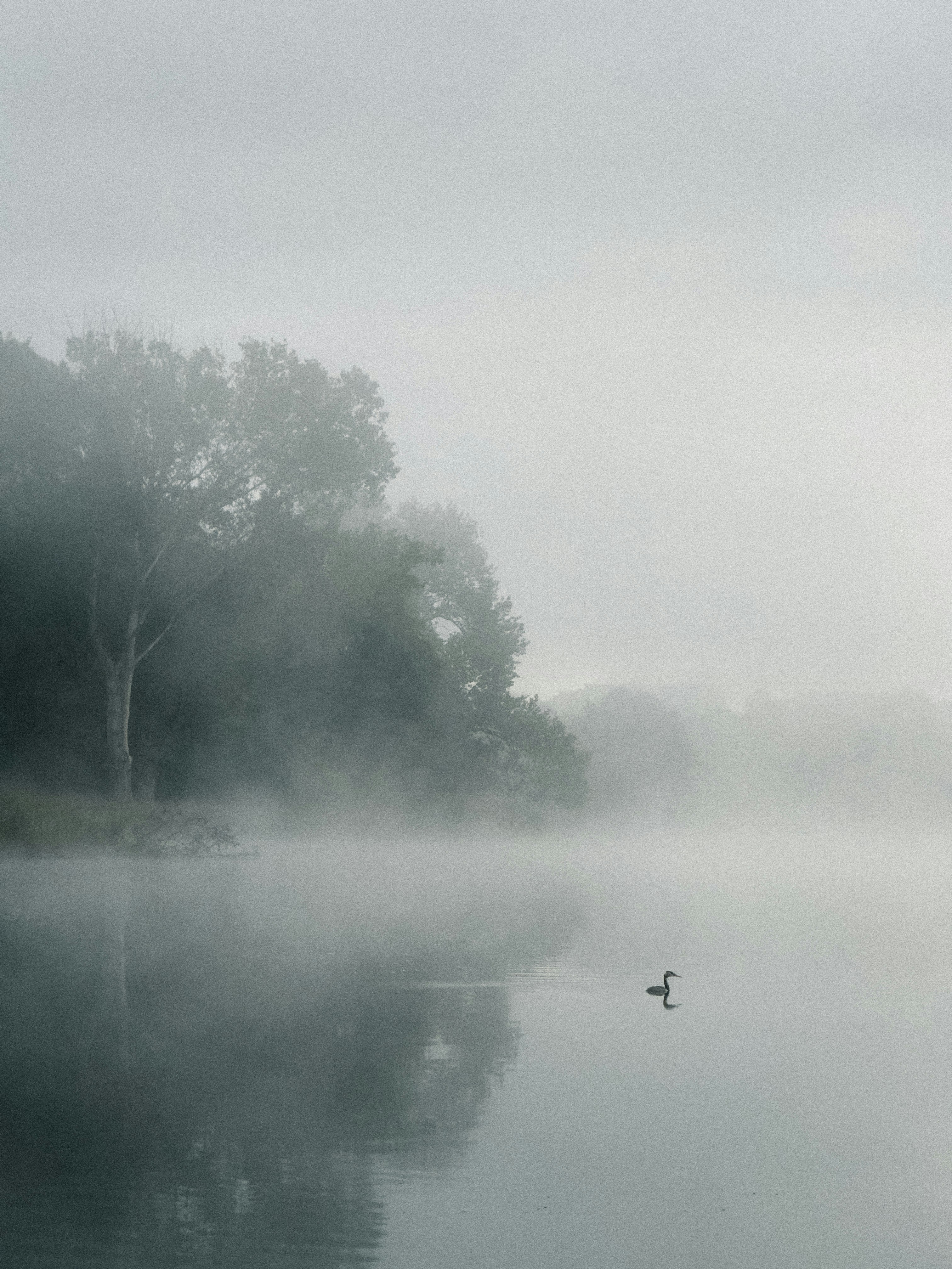A lone duck swimming on a calm lake surrounded by dense misty trees