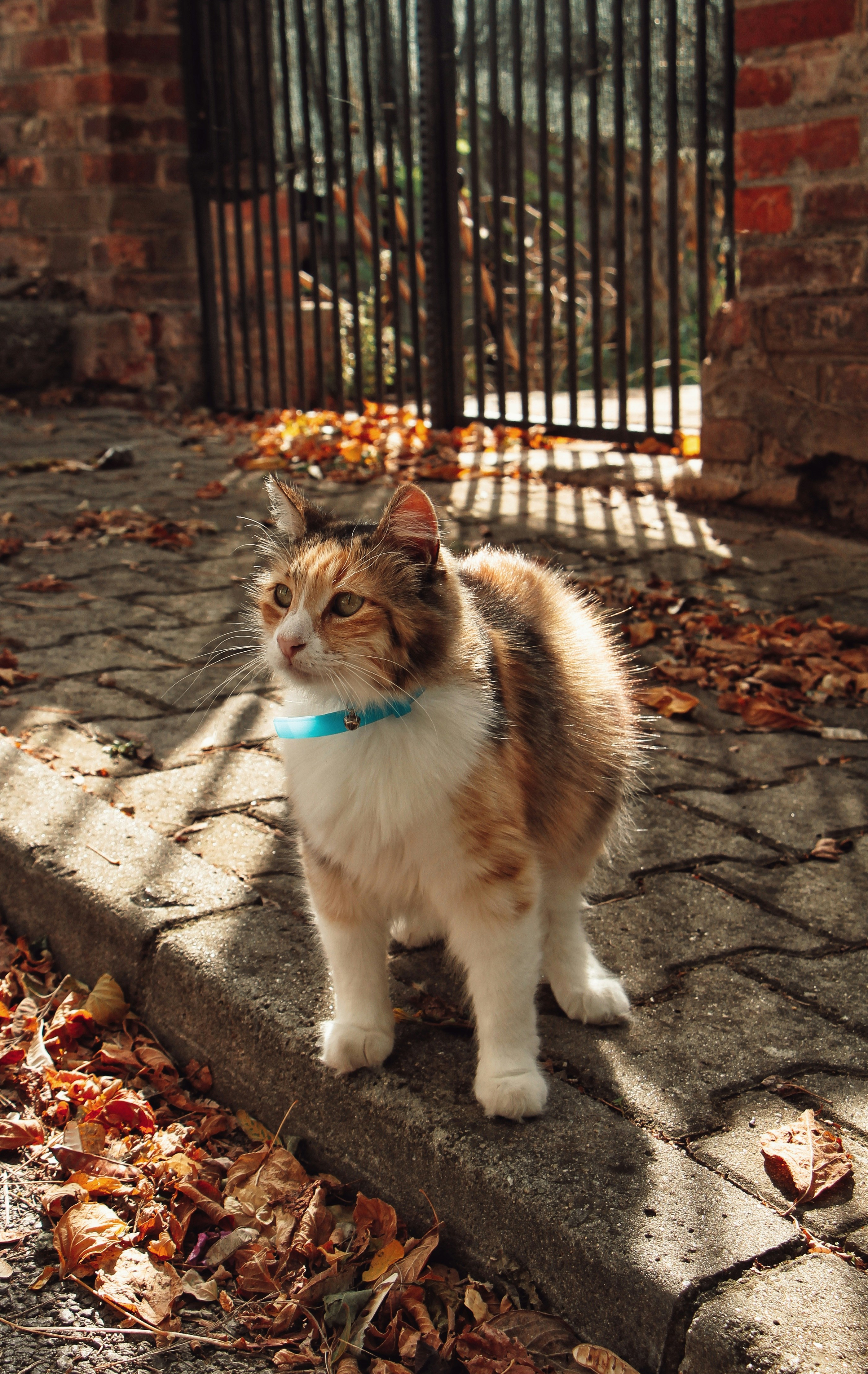 Eine Calico-Katze mit einem Blaukragen auf einem gepflasterten Weg mit Herbstblättern