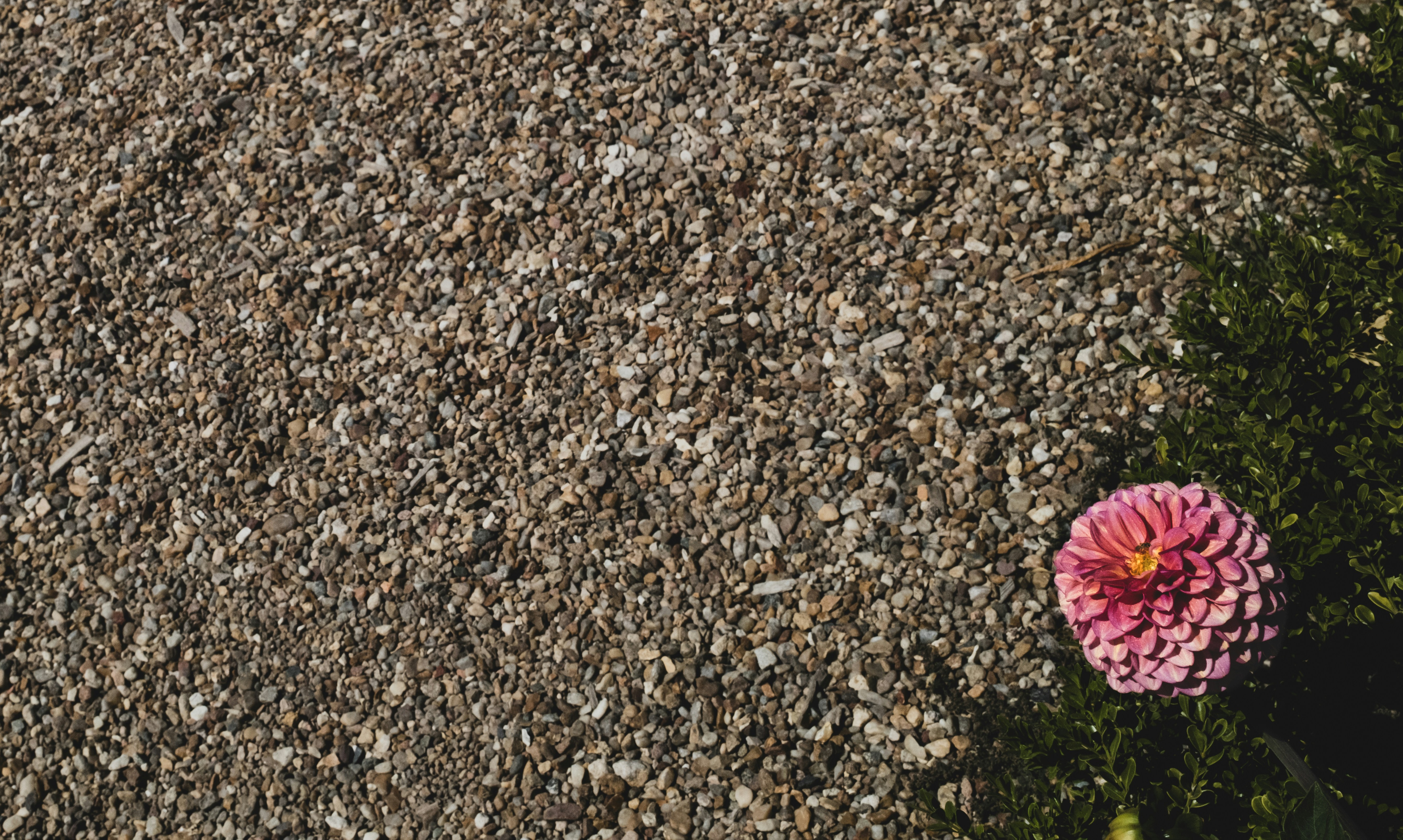 Uma flor de dália rosa desabrochando ao lado de um pedaço de pequenas pedras de cascalho cinza