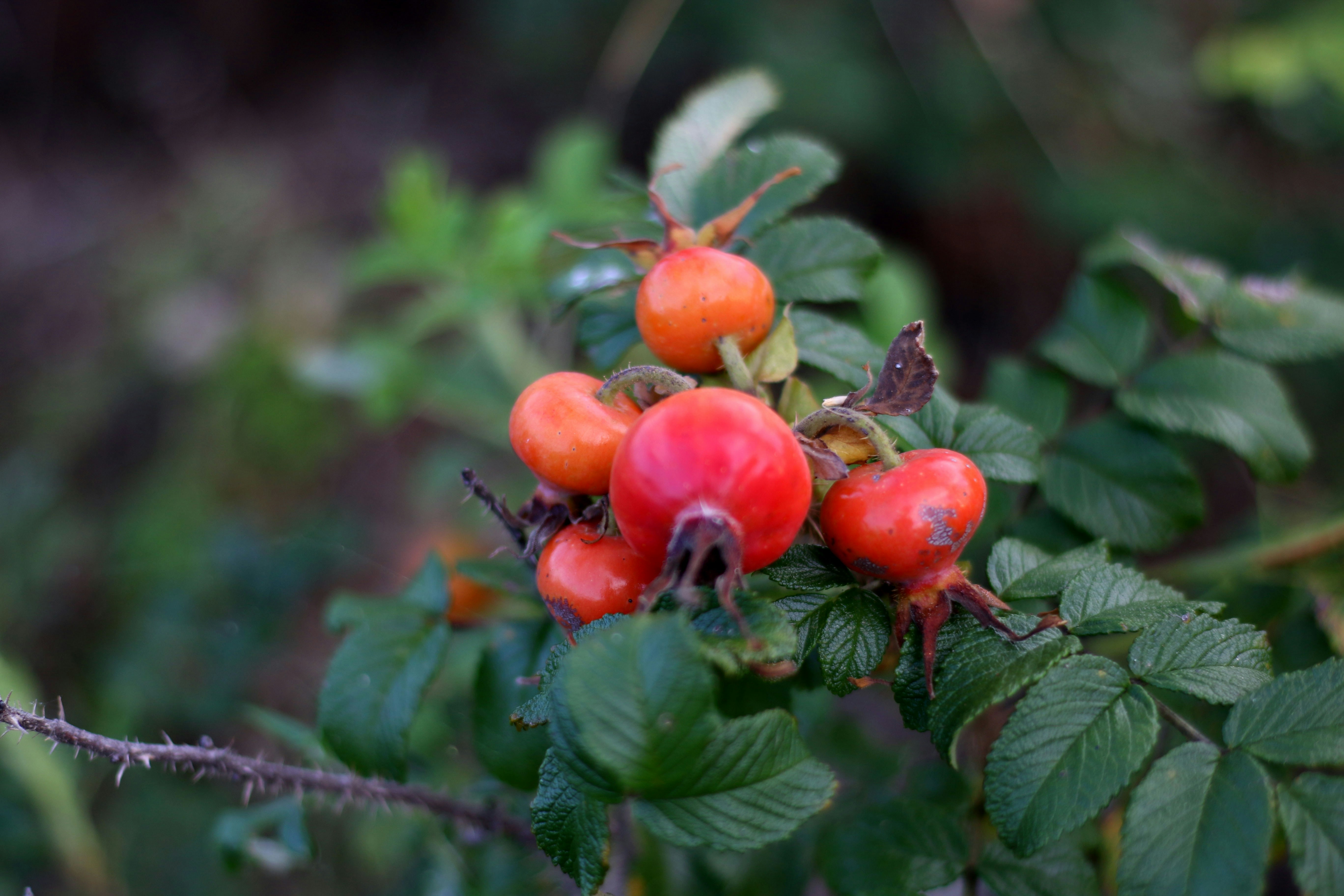 A cluster of bright red rose hips on a thorny green branch