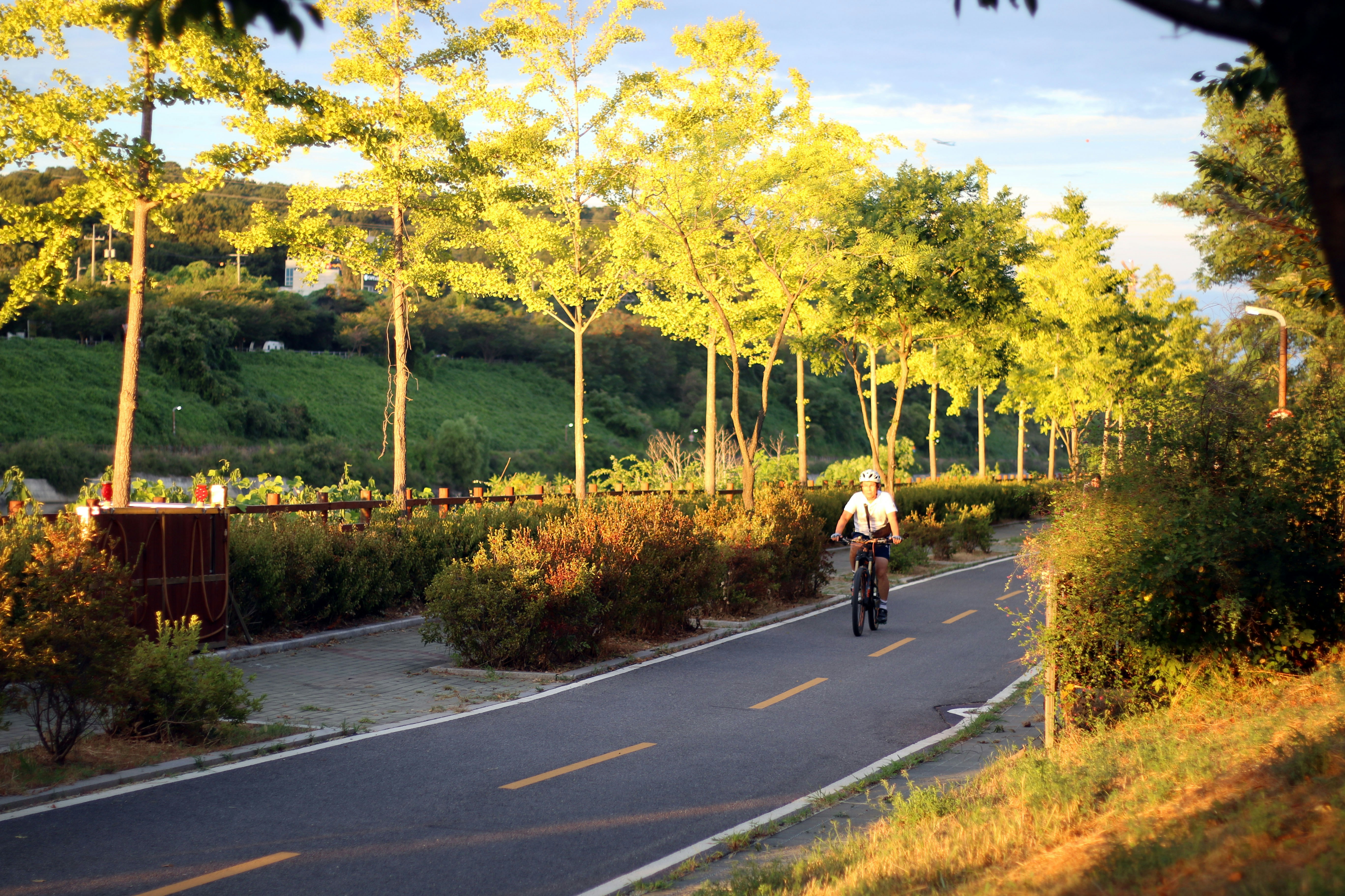 Person cycling on a tree-lined paved path