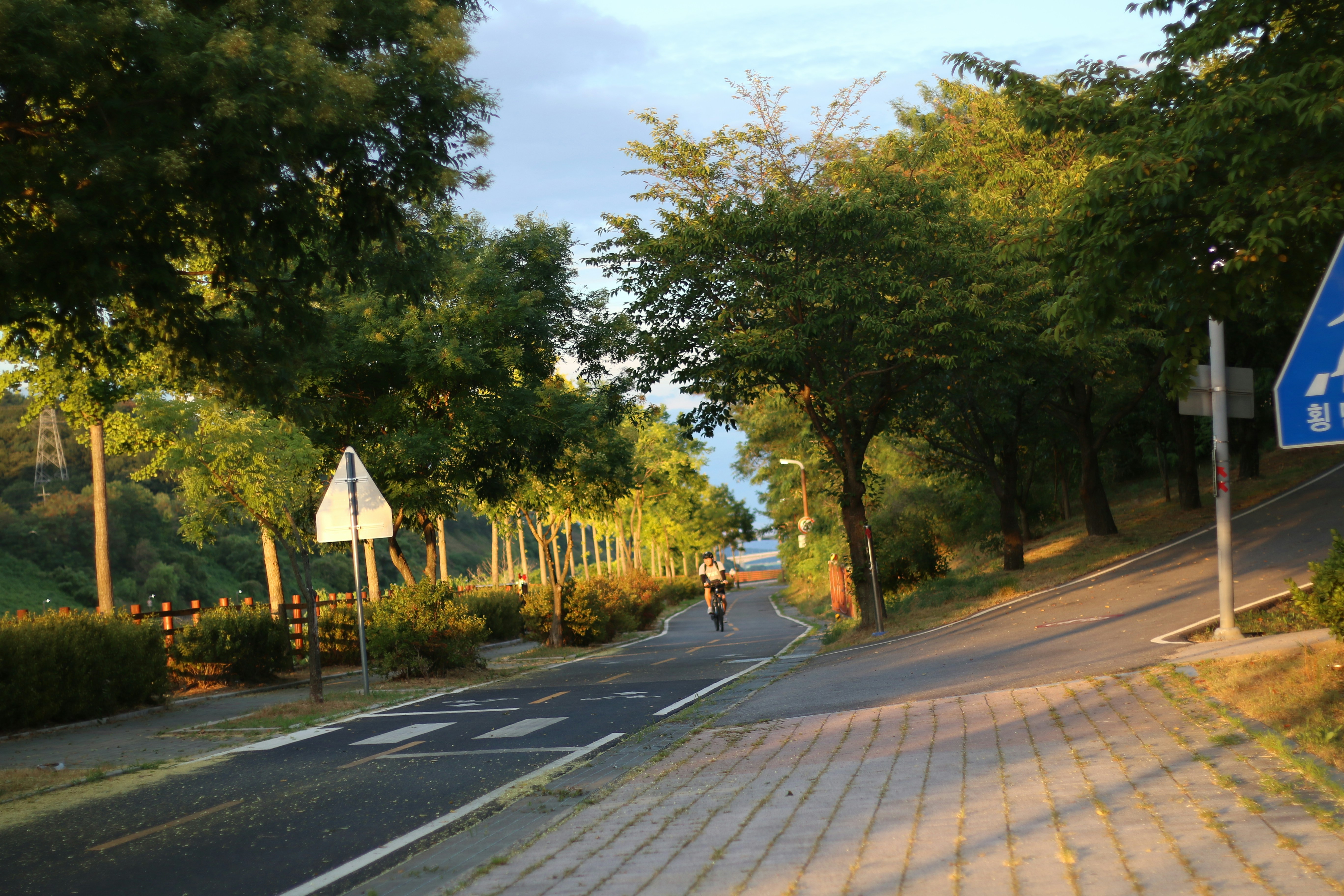 Person cycling a paved tree-lined path