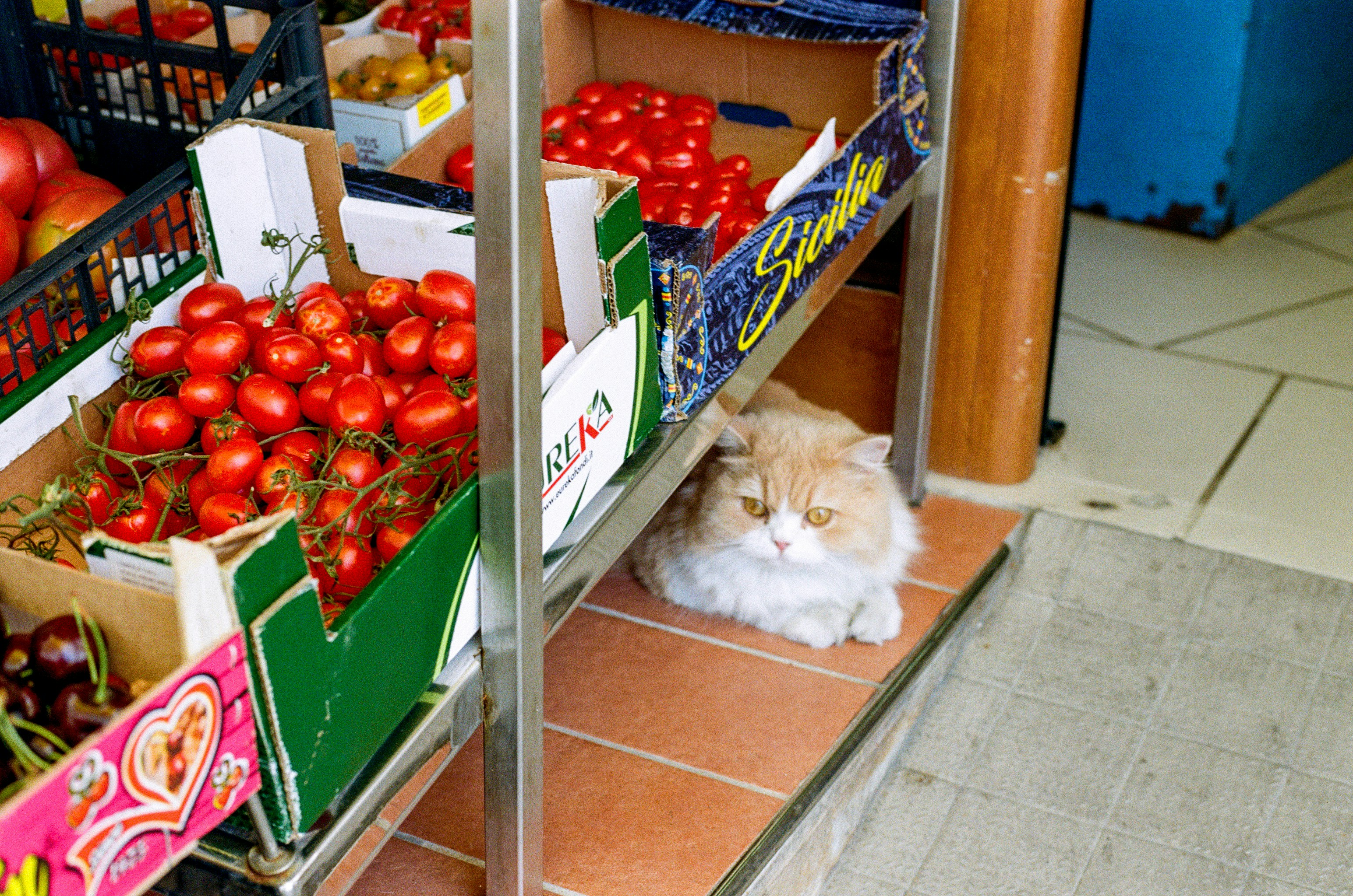 A fluffy ginger and white cat resting under a shelf of fresh tomatoes