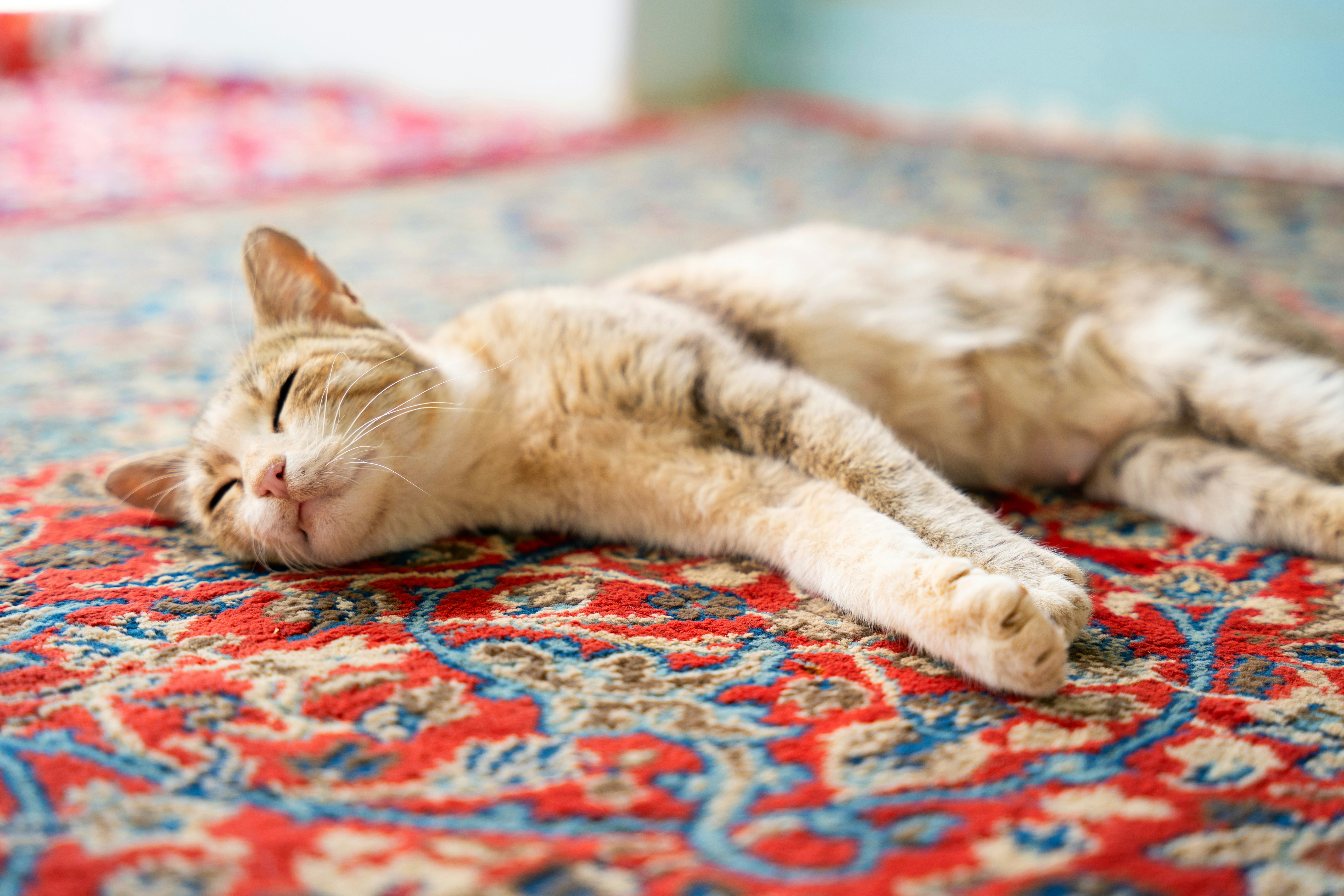 Cozy dog sleeping peacefully on a beautifully patterned rug in a warm home interior.