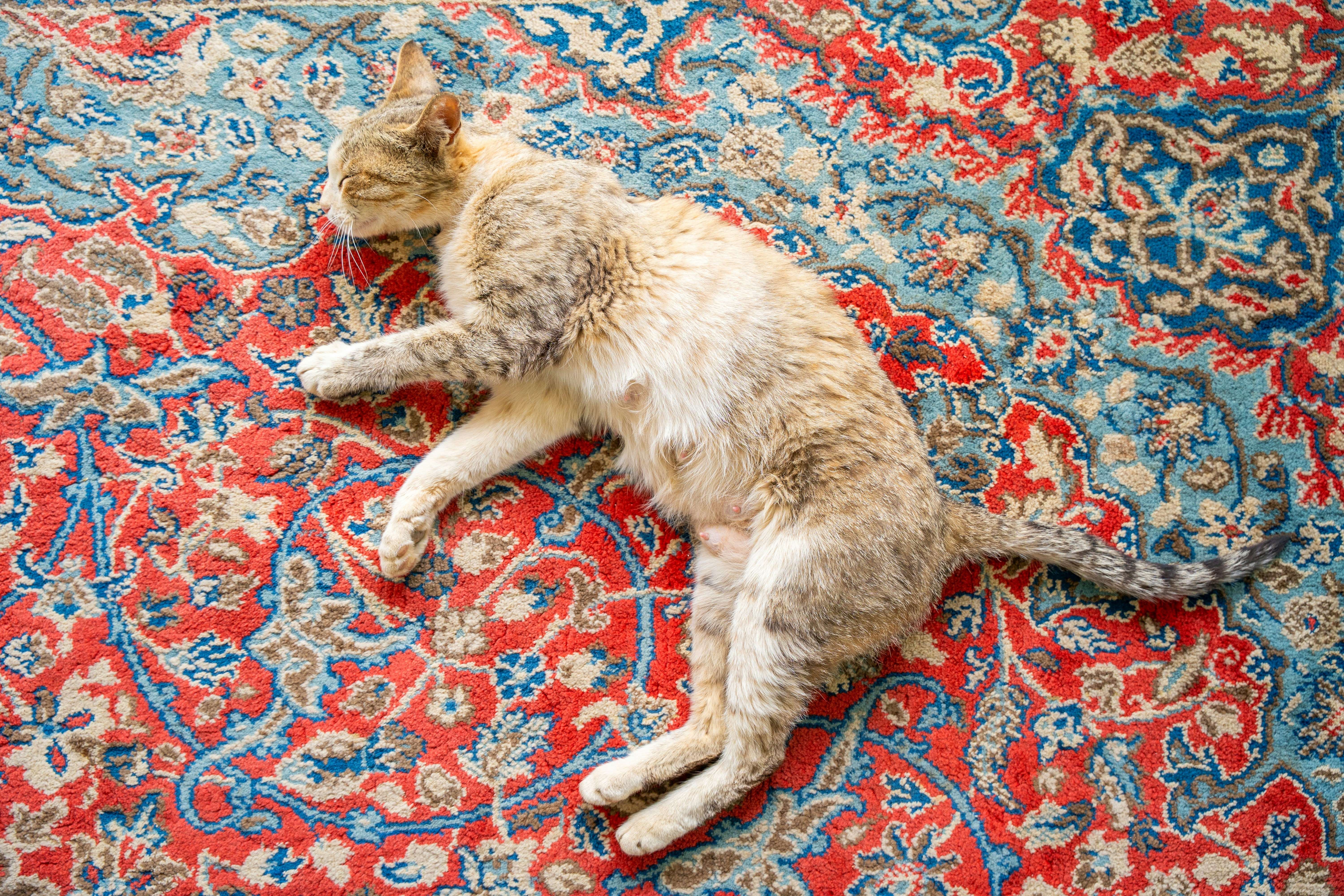 Tabby cat asleep on its side on a red and blue patterned rug