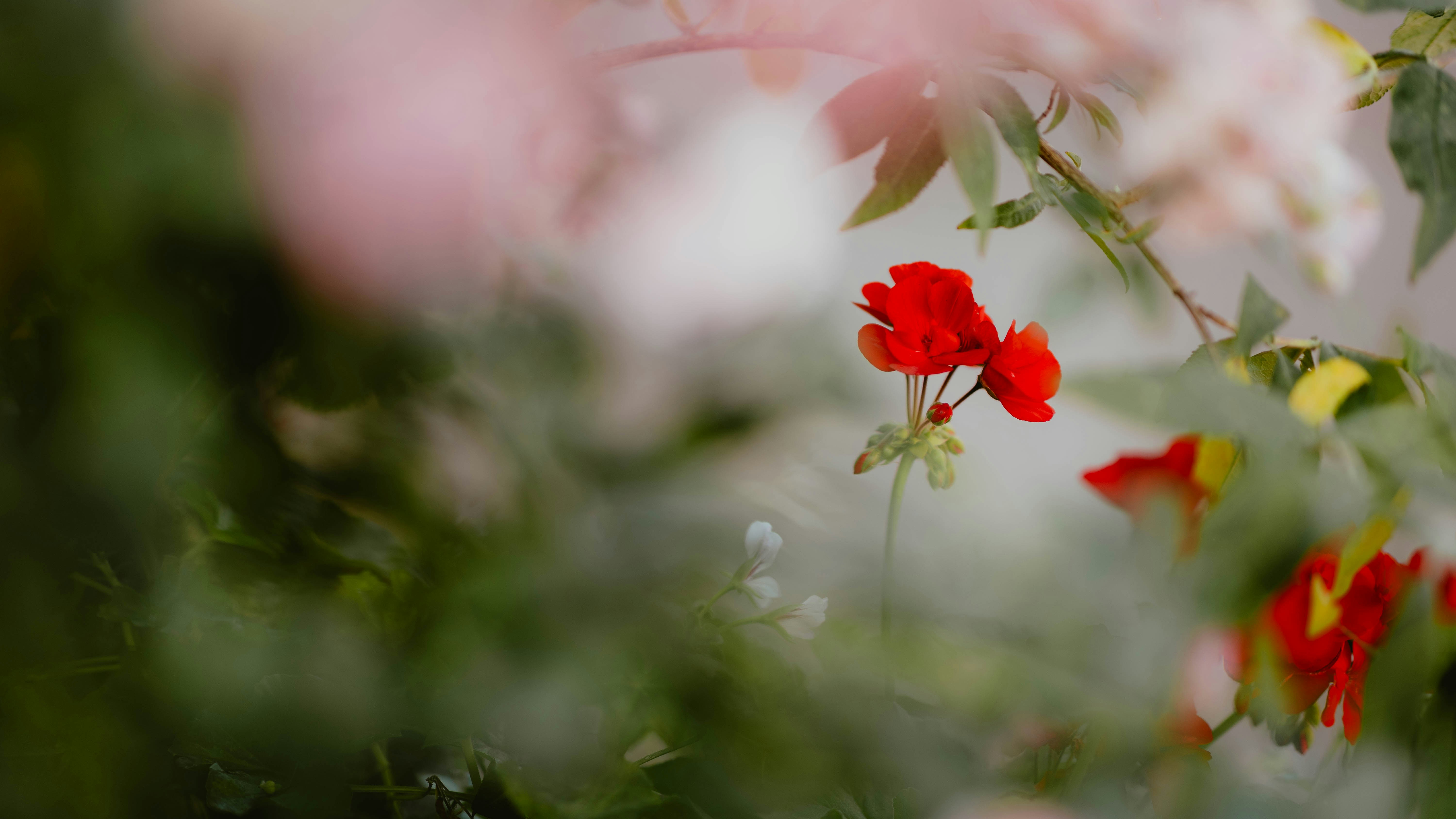 Bright red geranium flowers framed by soft green out of focus foliage
