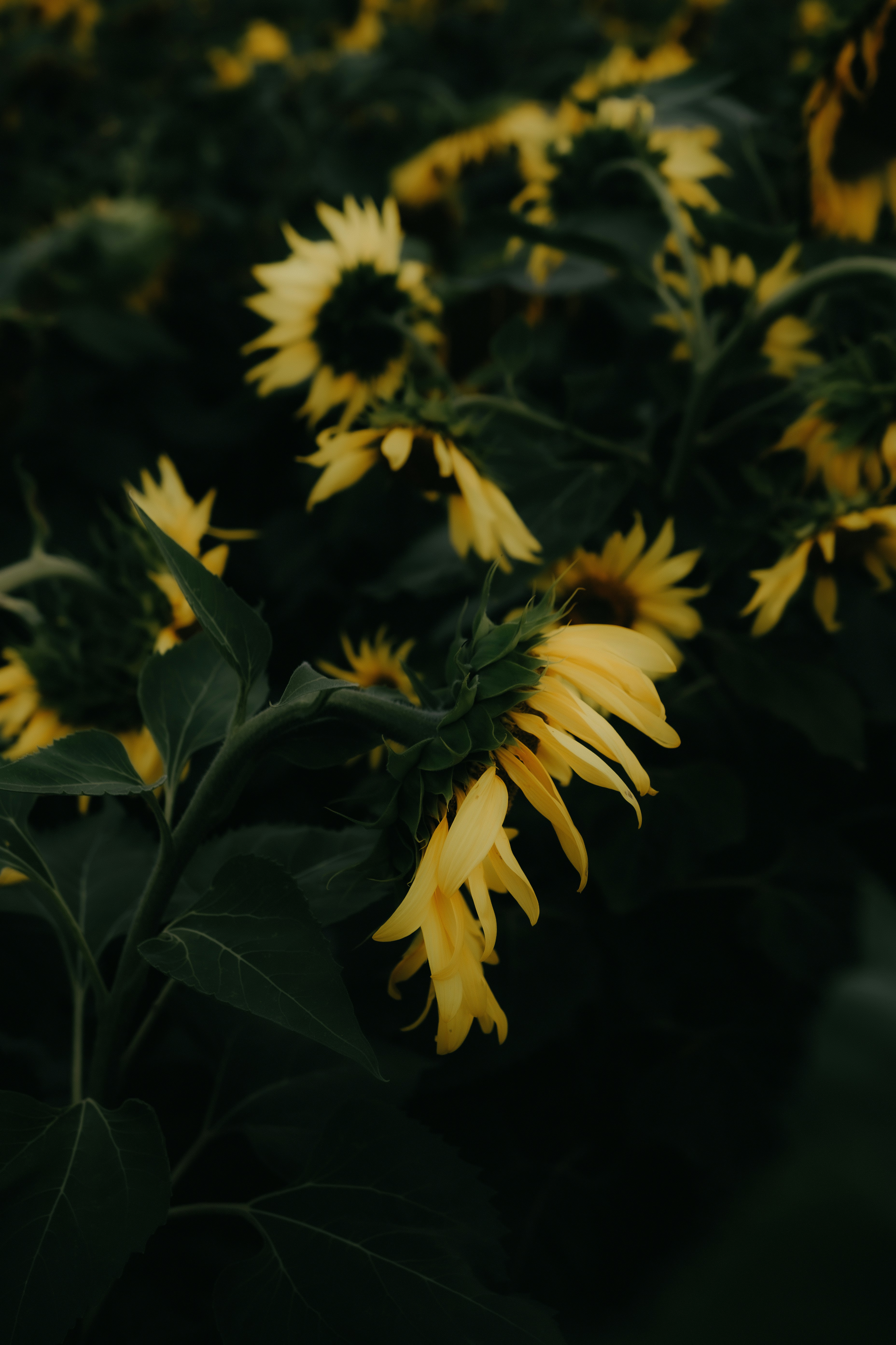 Yellow sunflowers with drooping petals in a dark field at low light