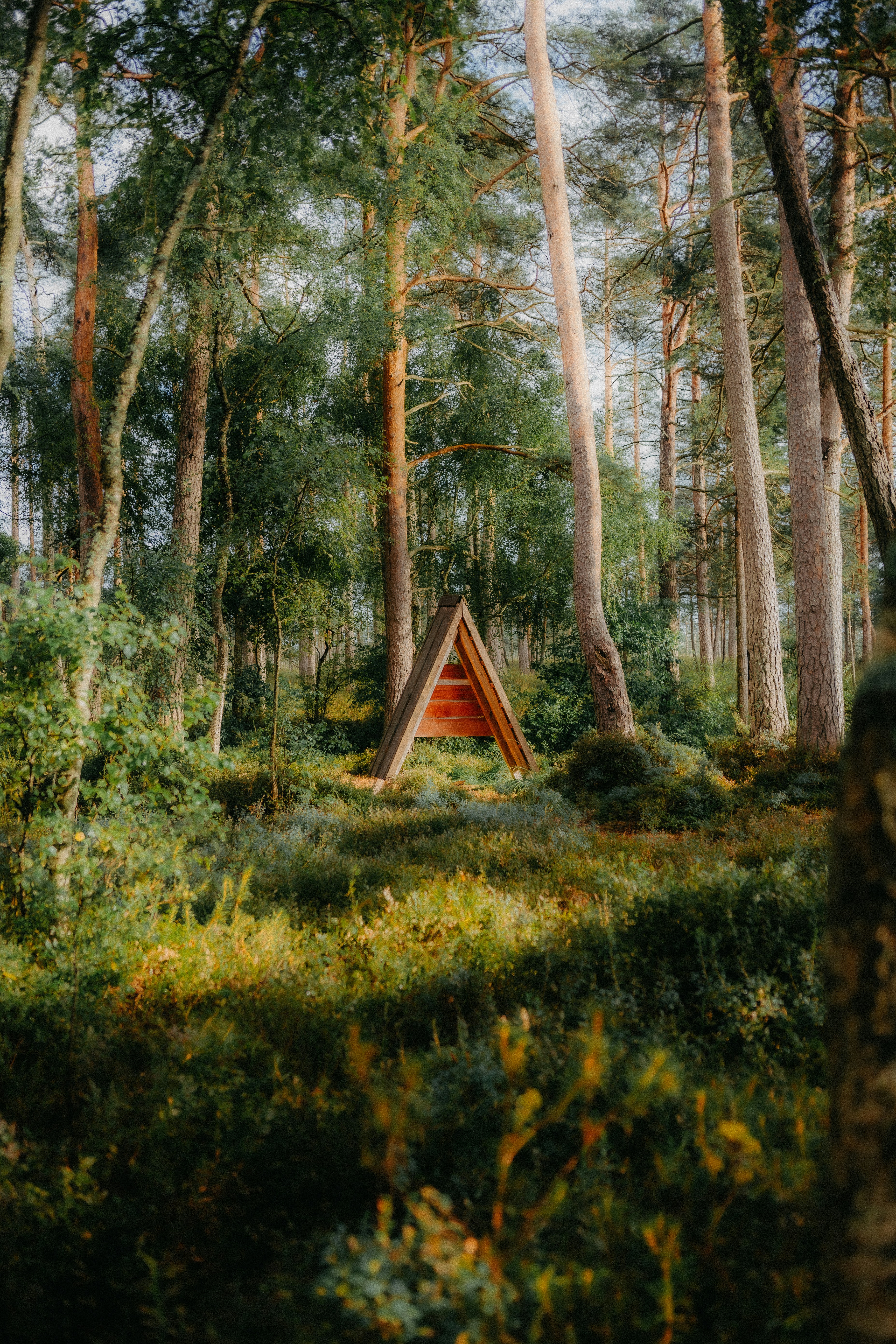 A wooden A-frame structure in a sunlit forest with tall pine trees