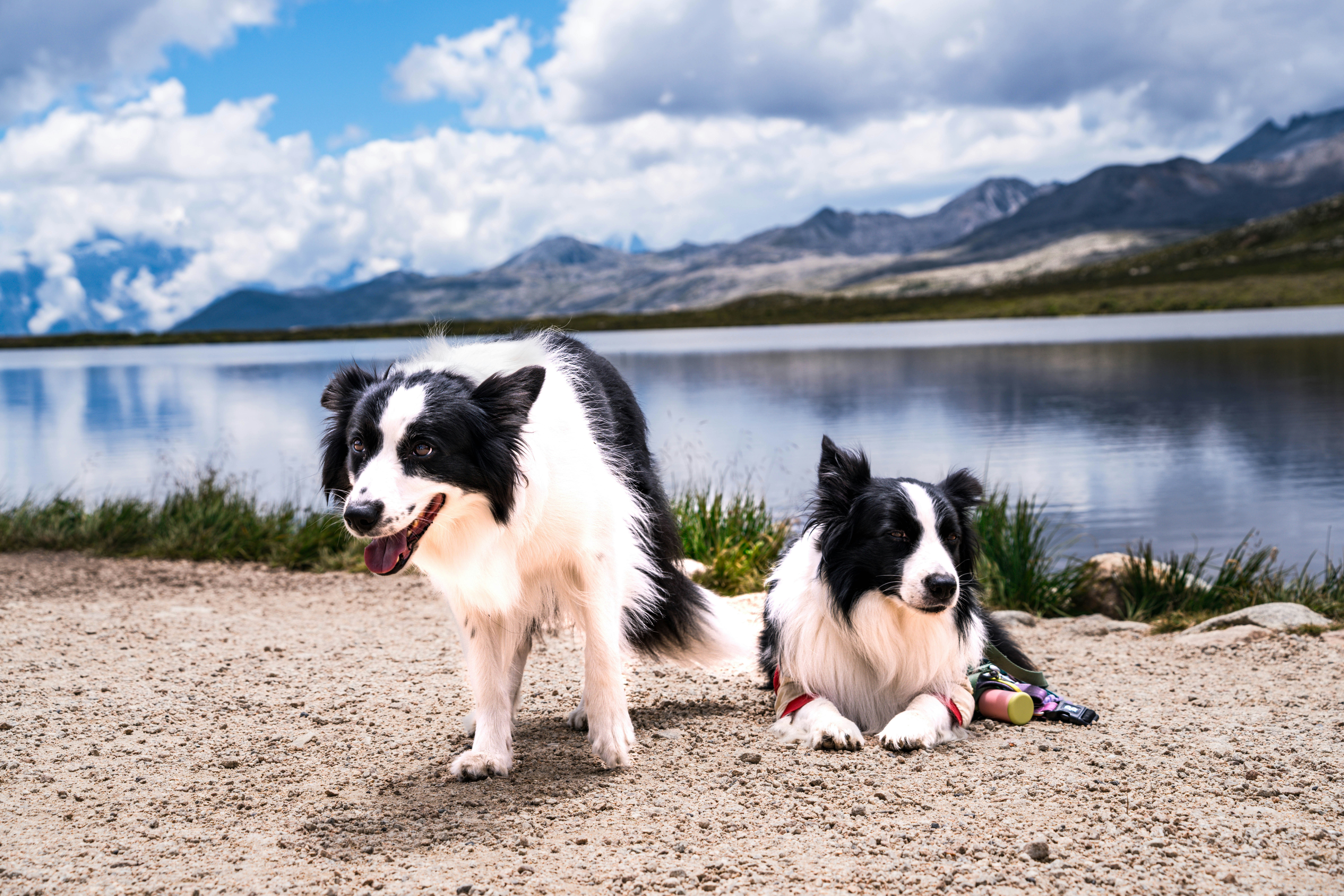 Good Dog — Dijon