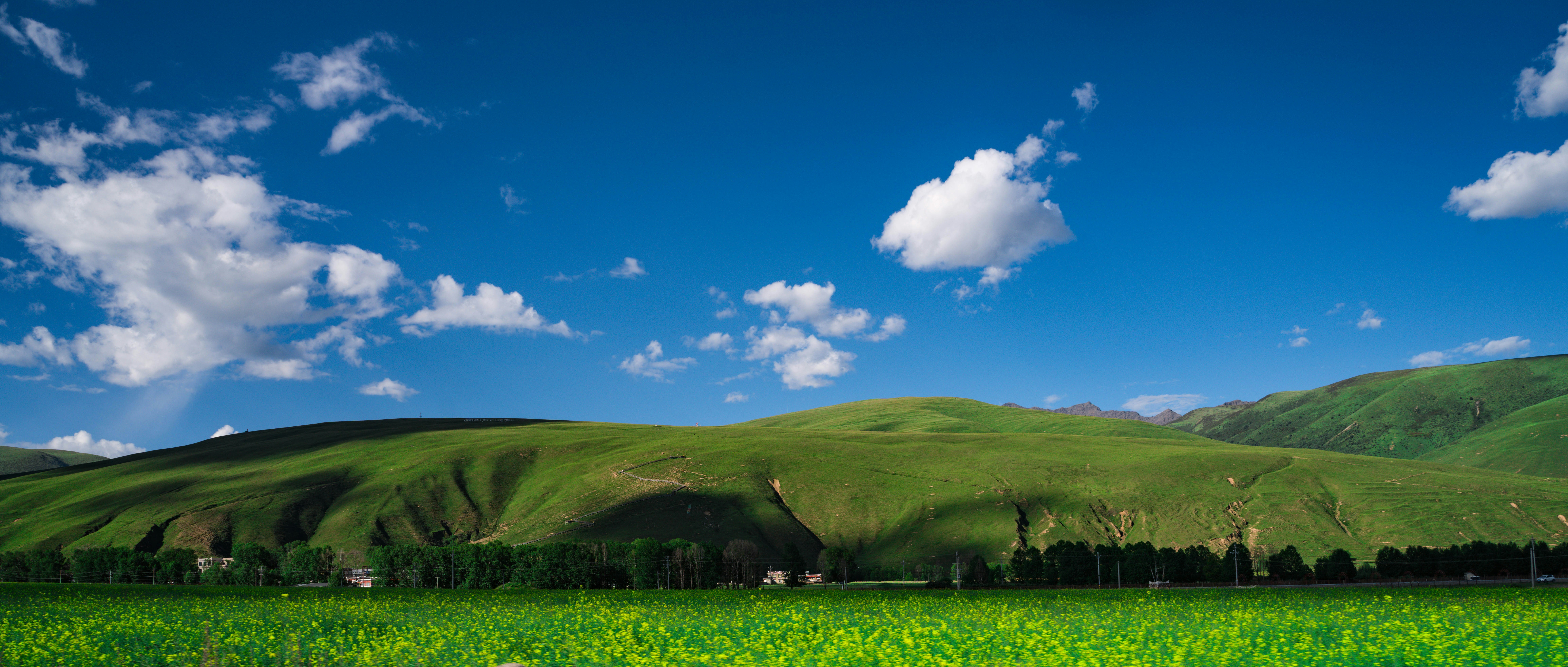 A field of yellow flowers below rolling green hills under a blue sky