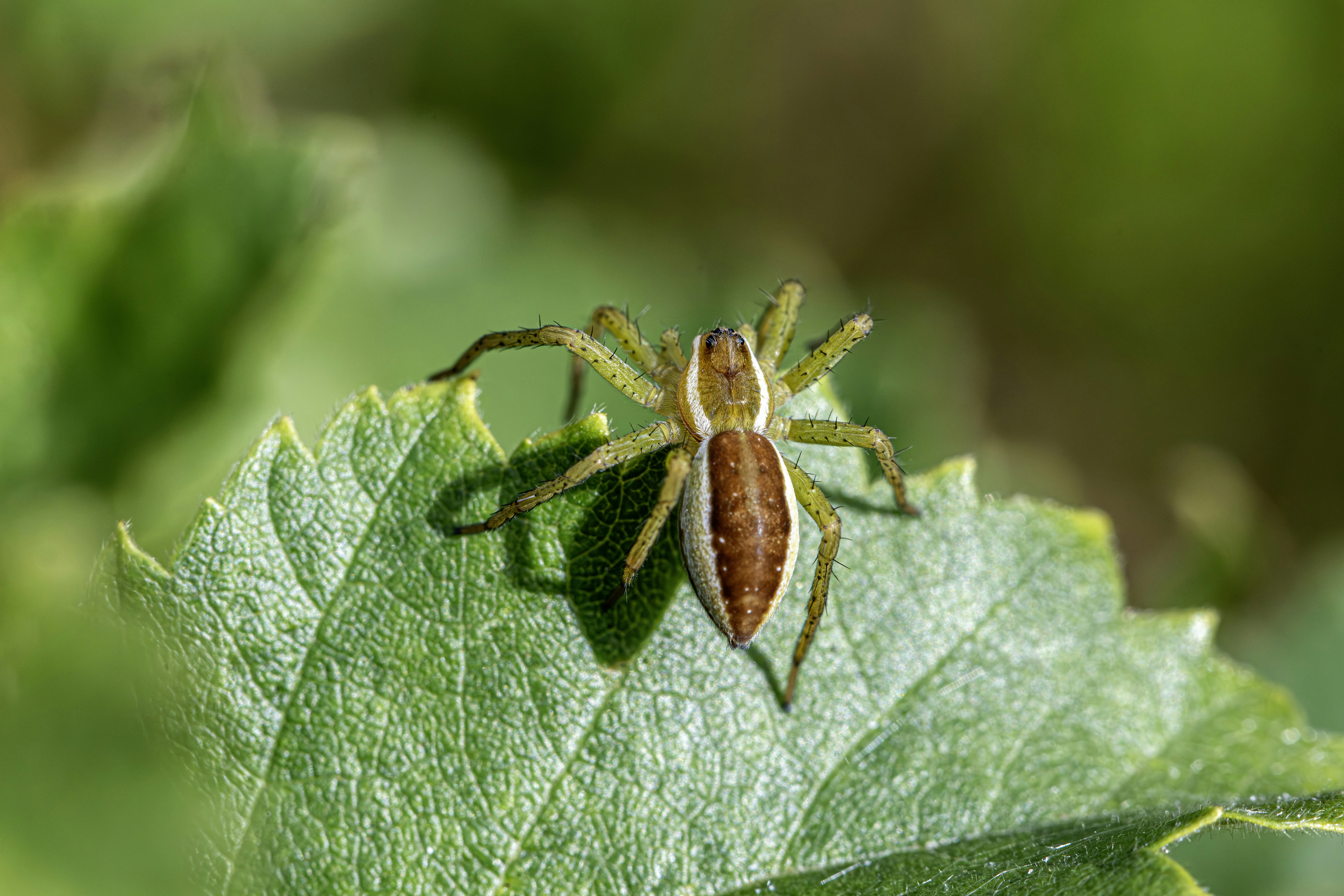 Un ragno ragnatela da nido con un addome a strisce marroni e bianche su foglia verde