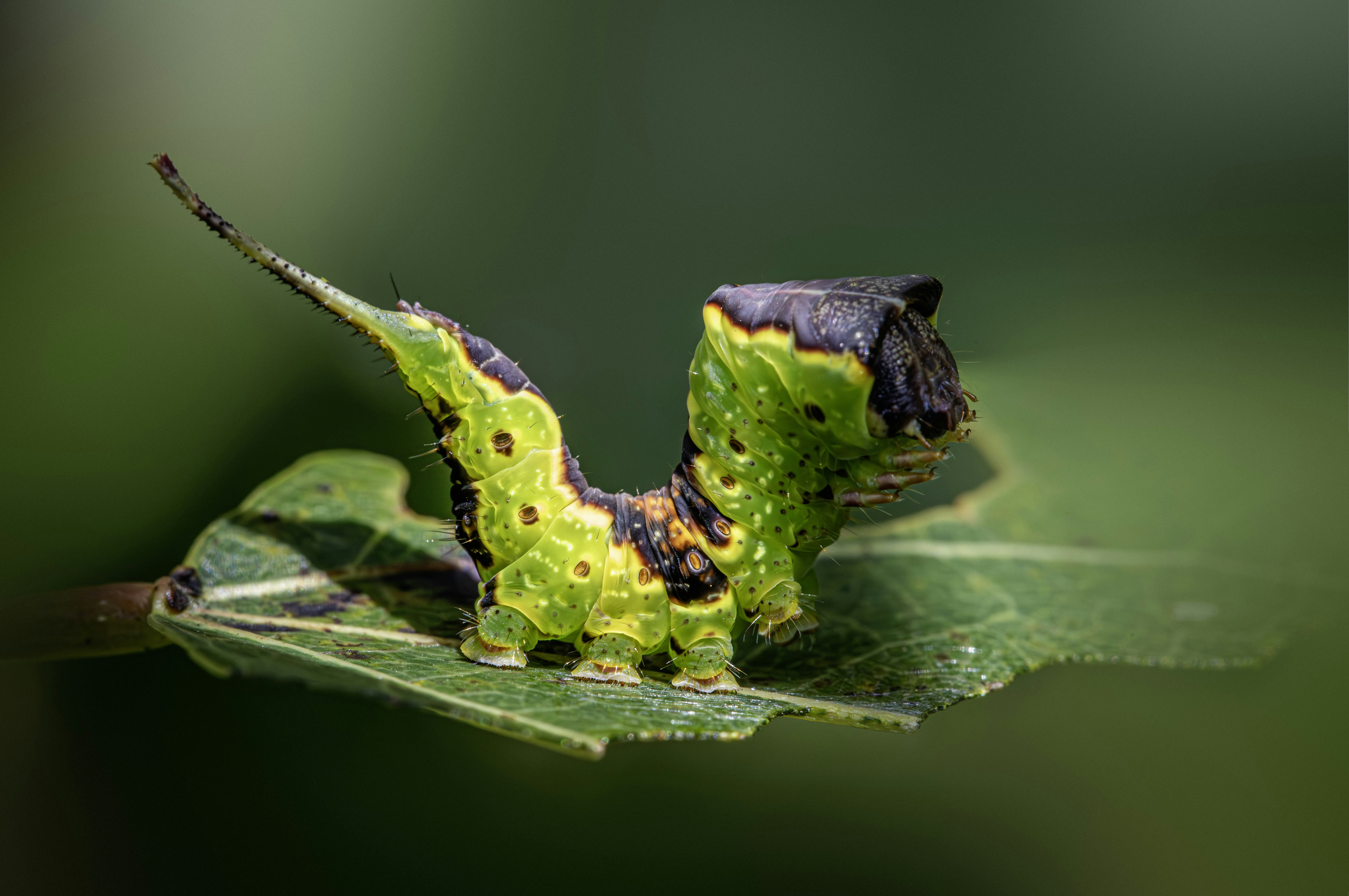Un bruco verde brillante con segni scuri e una lunga coda su una foglia