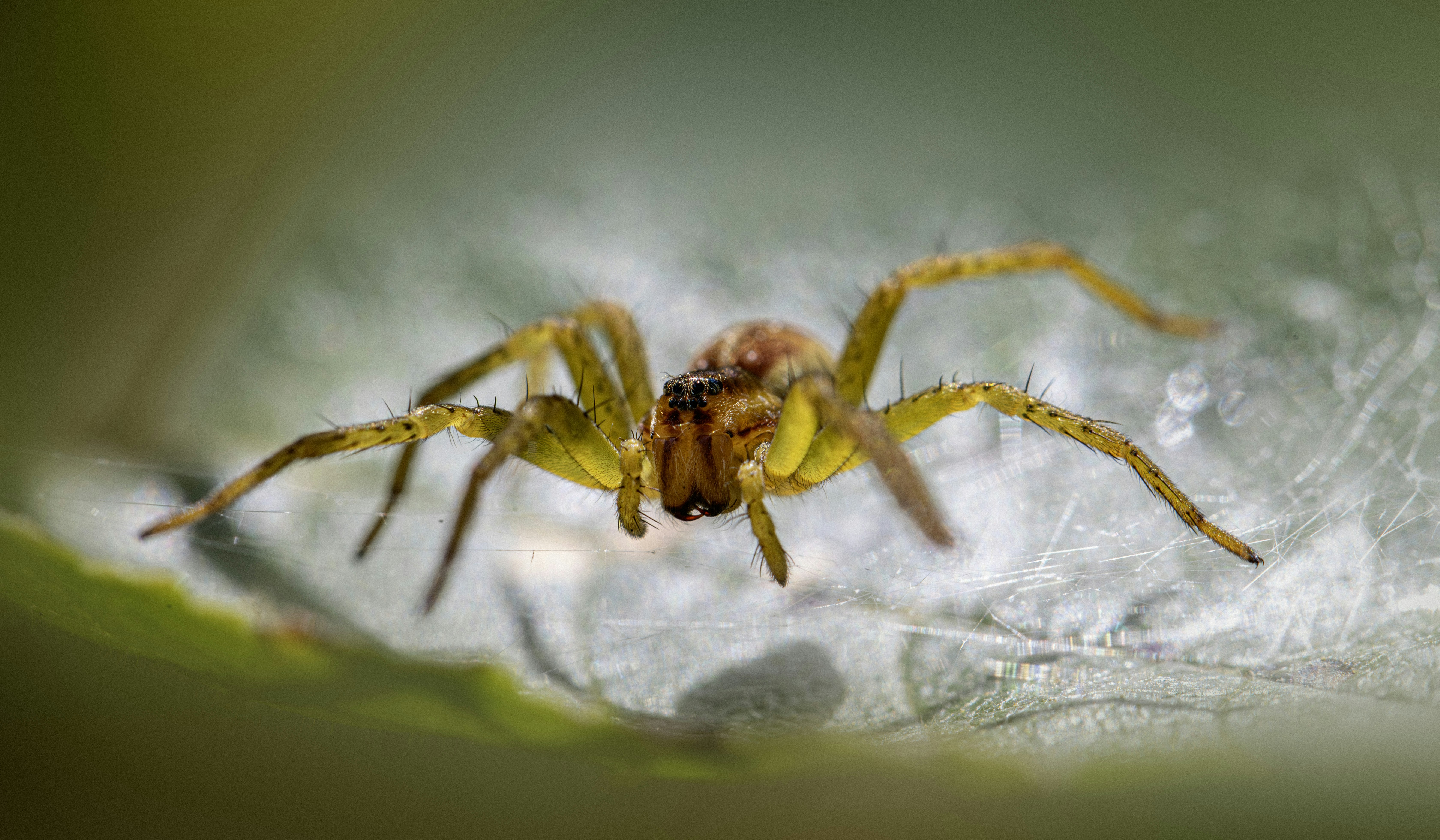 Un ragno giallo con lunghe zampe pelose su una foglia verde
