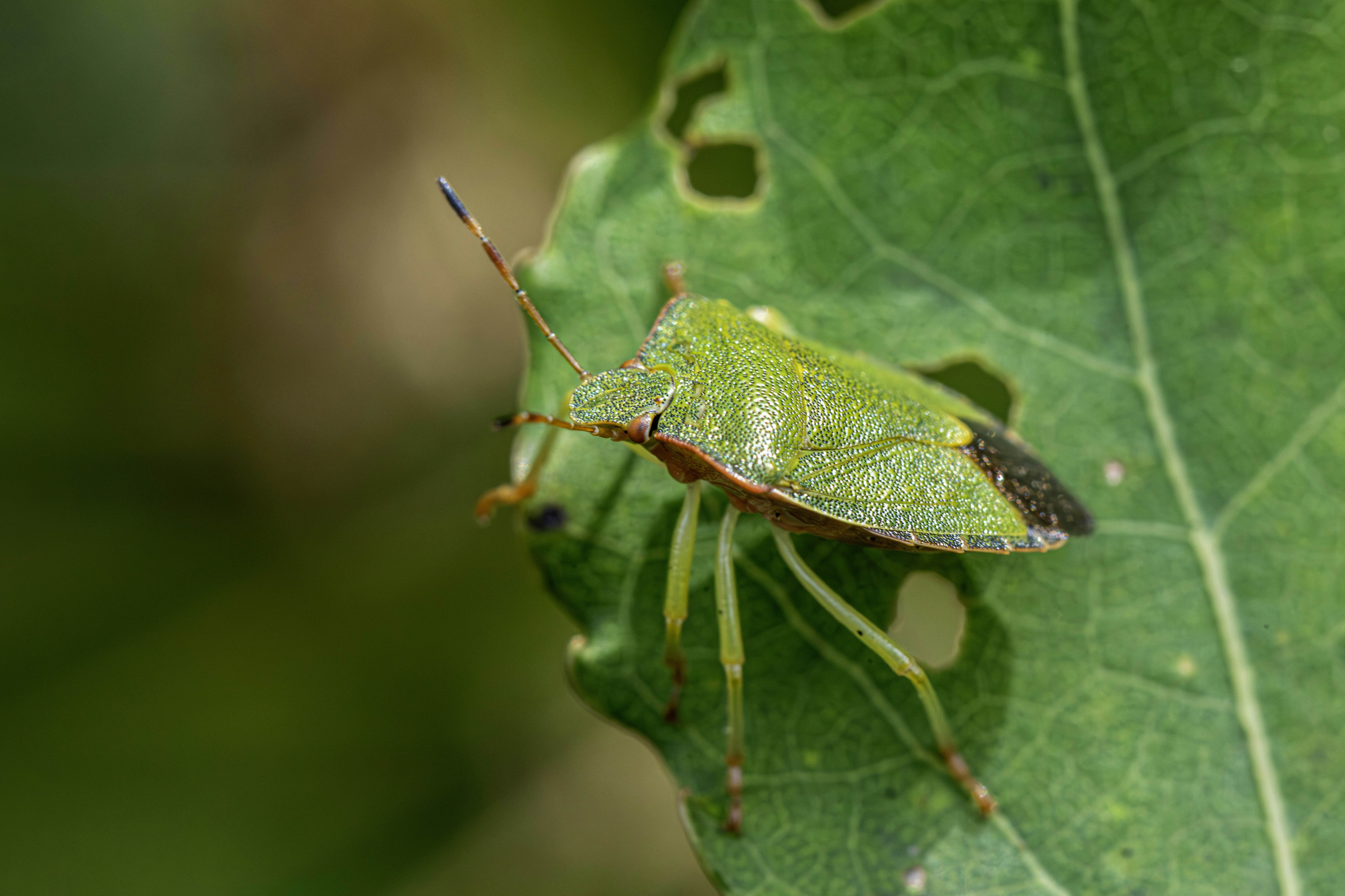 Un insetto scudo verde su una foglia con piccoli fori