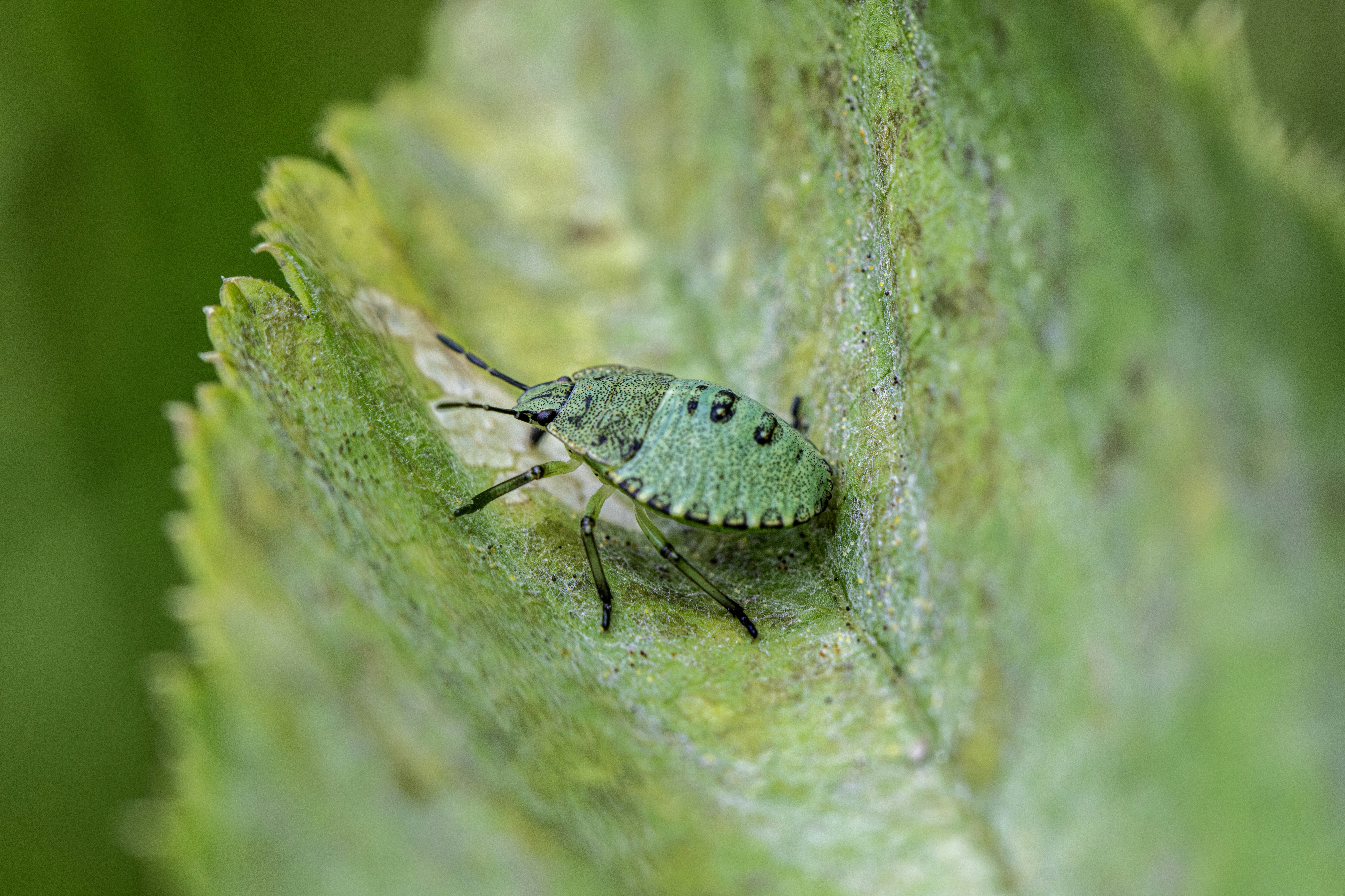 Una ninfa verde scudo su una foglia verde testurizzata