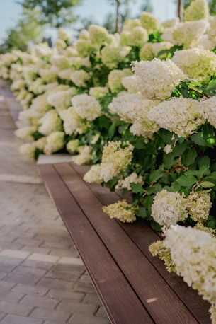 A wooden bench beside a row of blooming white hydrangea bushes in a park